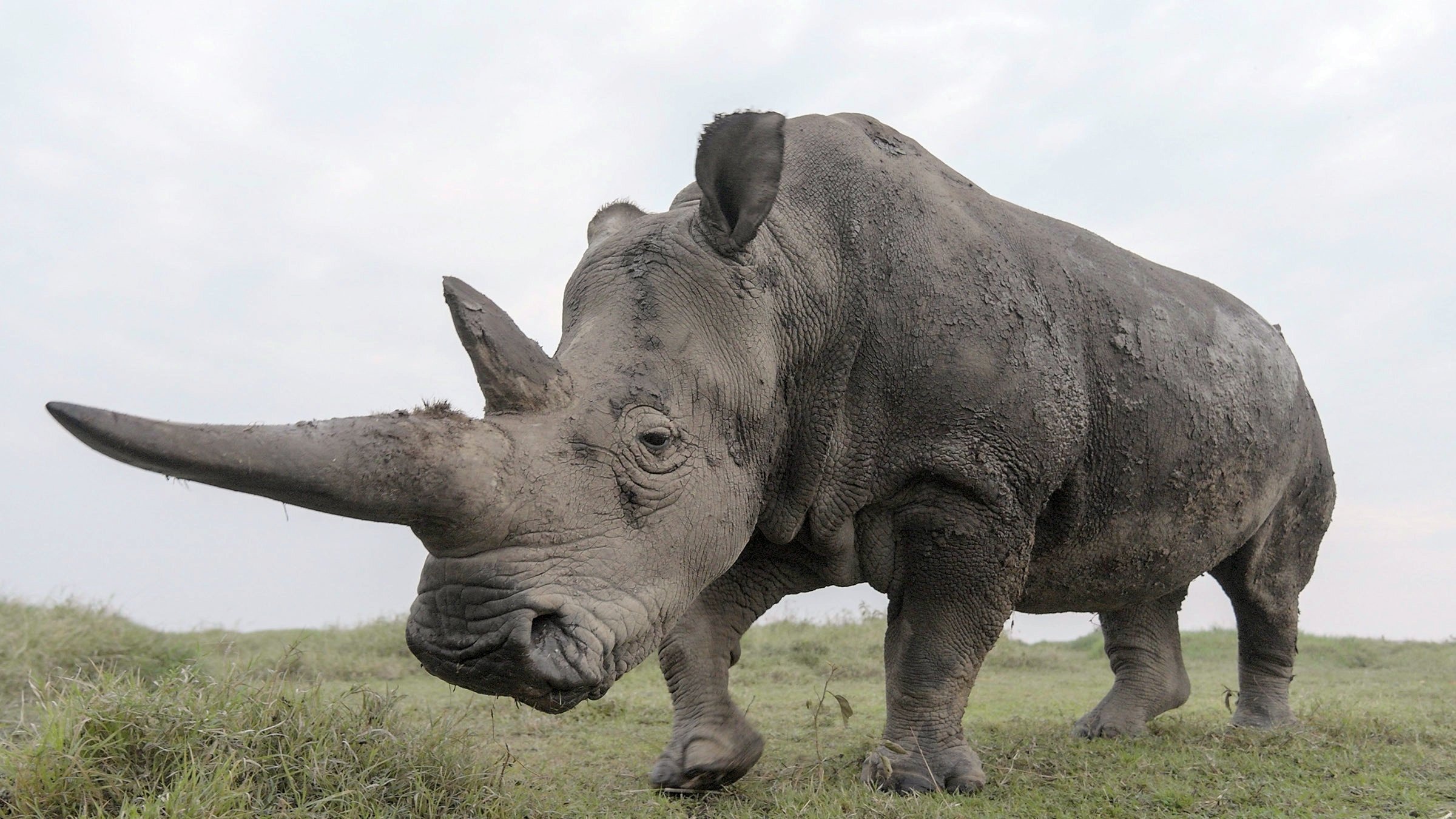 Backdrop for The Last Rhinos: A New Hope