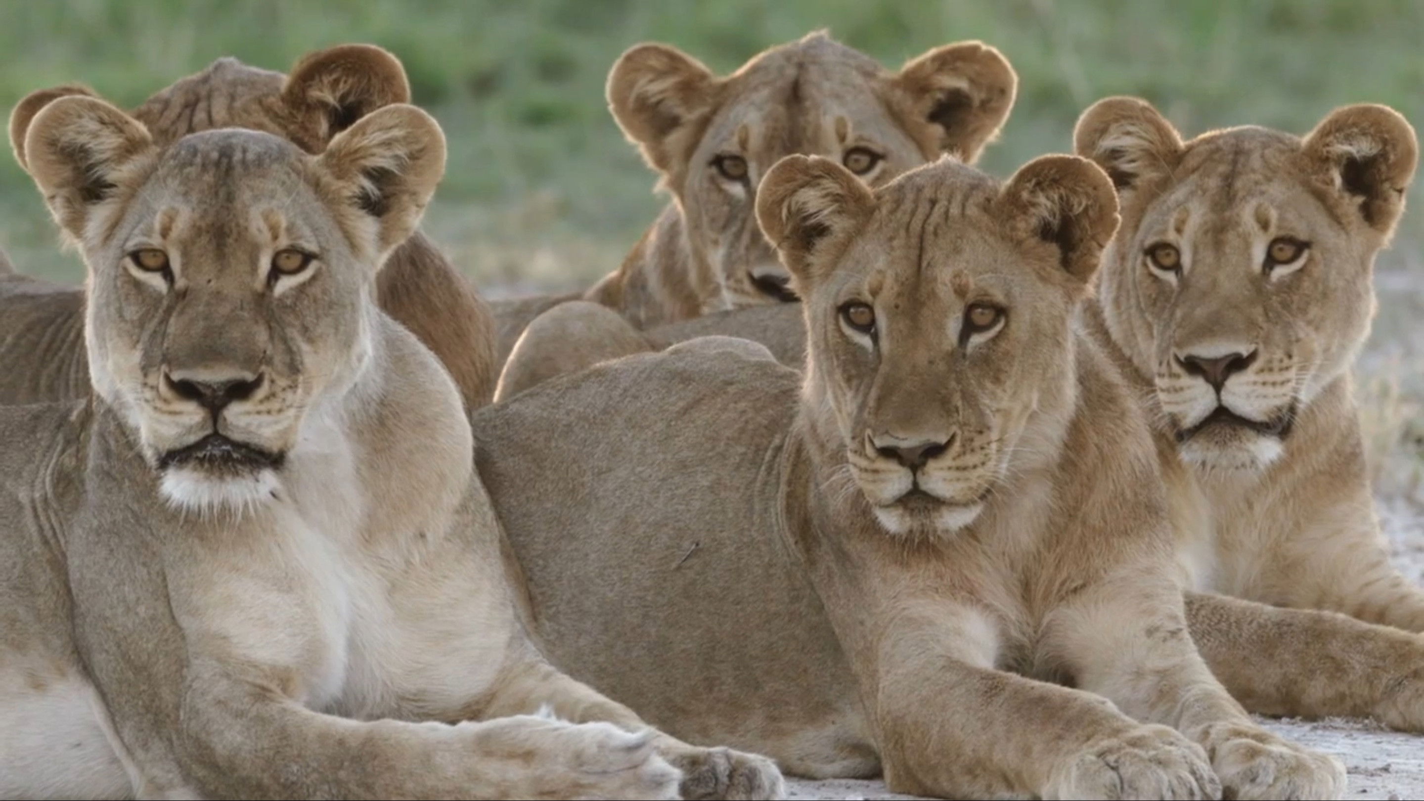 Backdrop for Storm Cats