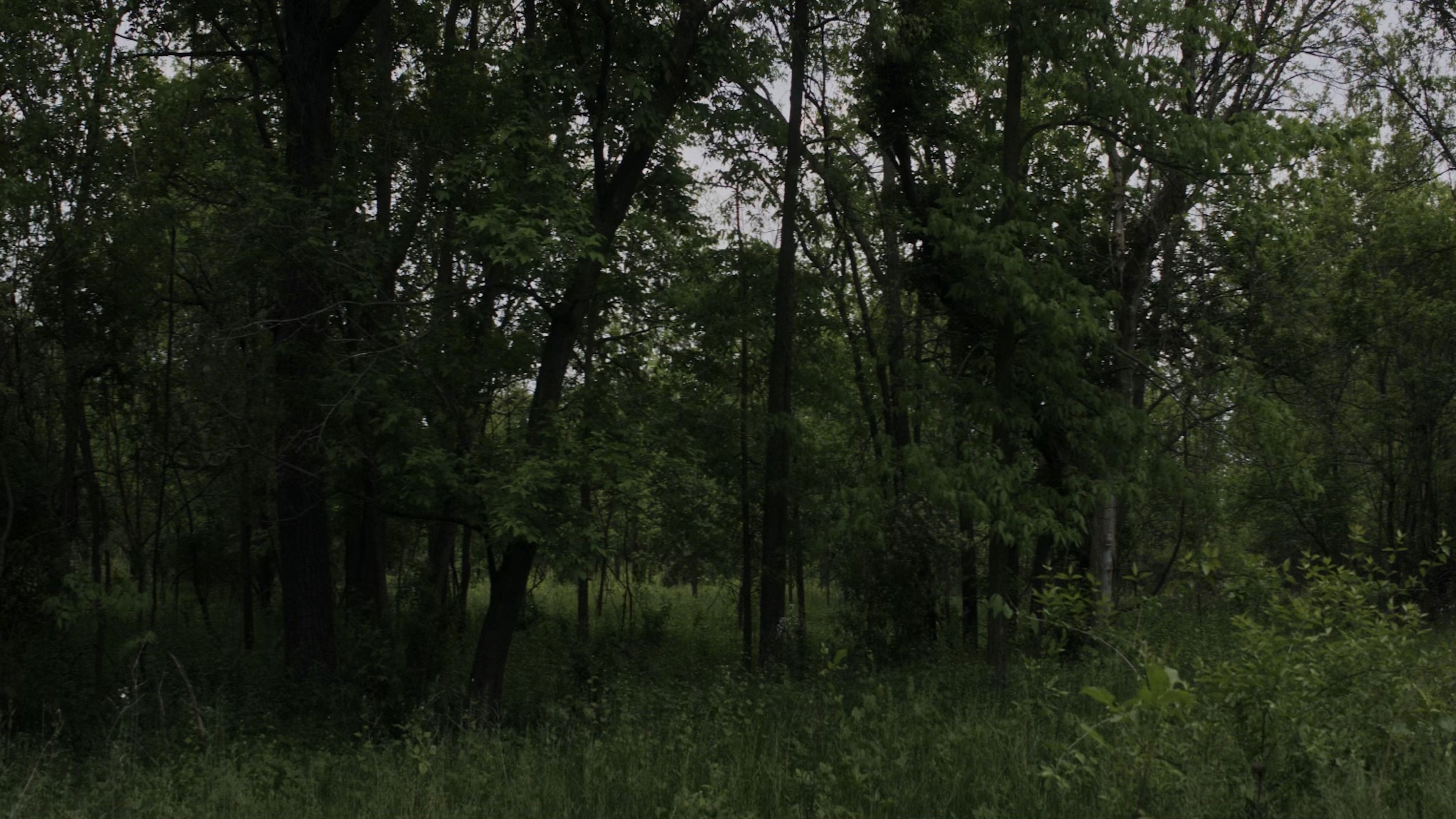 Backdrop for Hypodermic