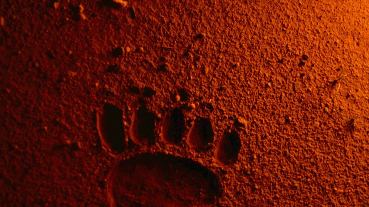 Backdrop for Bears Discover Fire