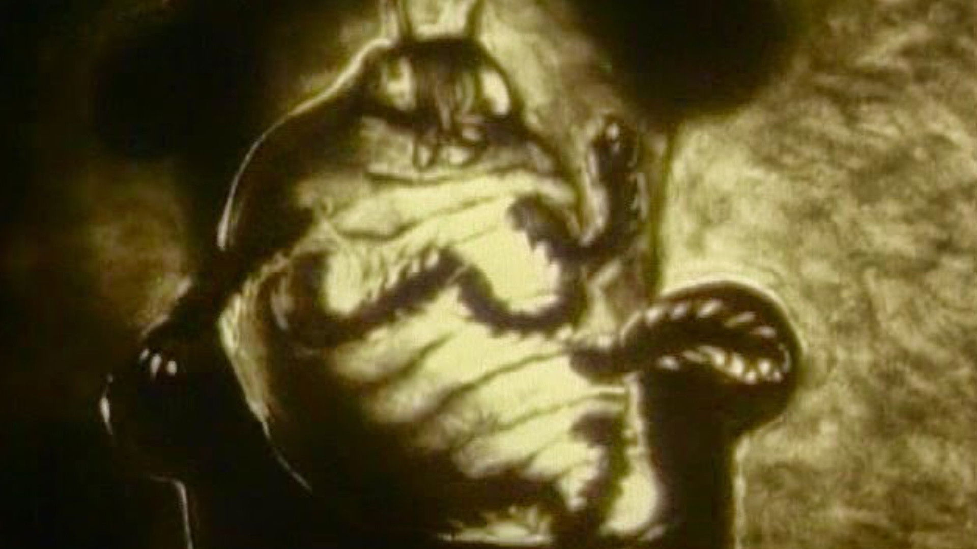 Backdrop for The Metamorphosis of Mr. Samsa