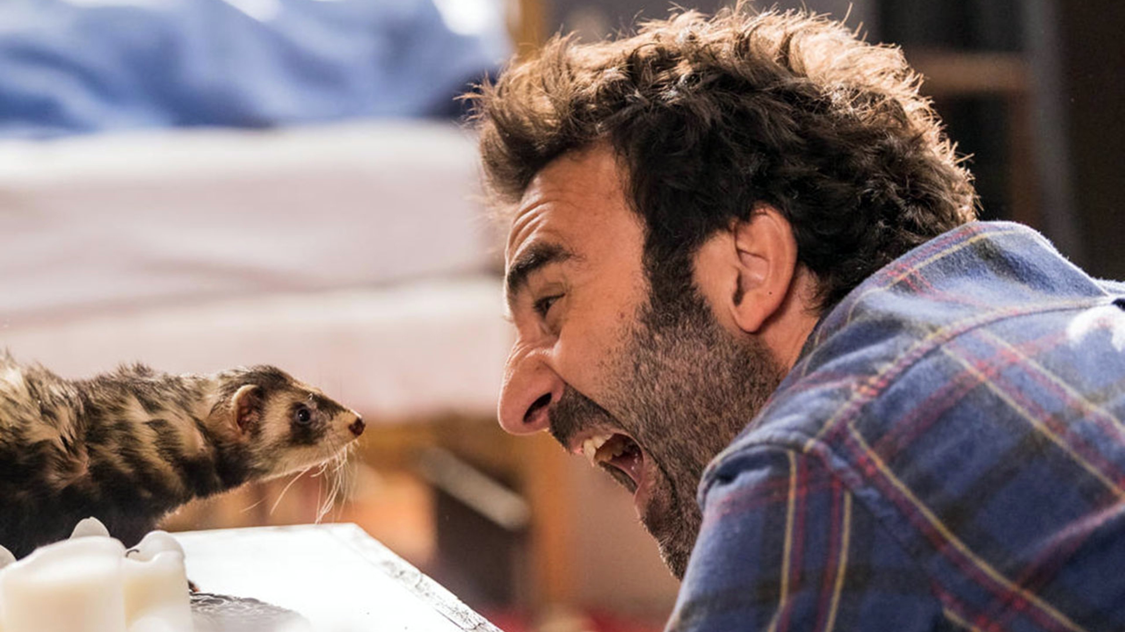 Backdrop for Le furet