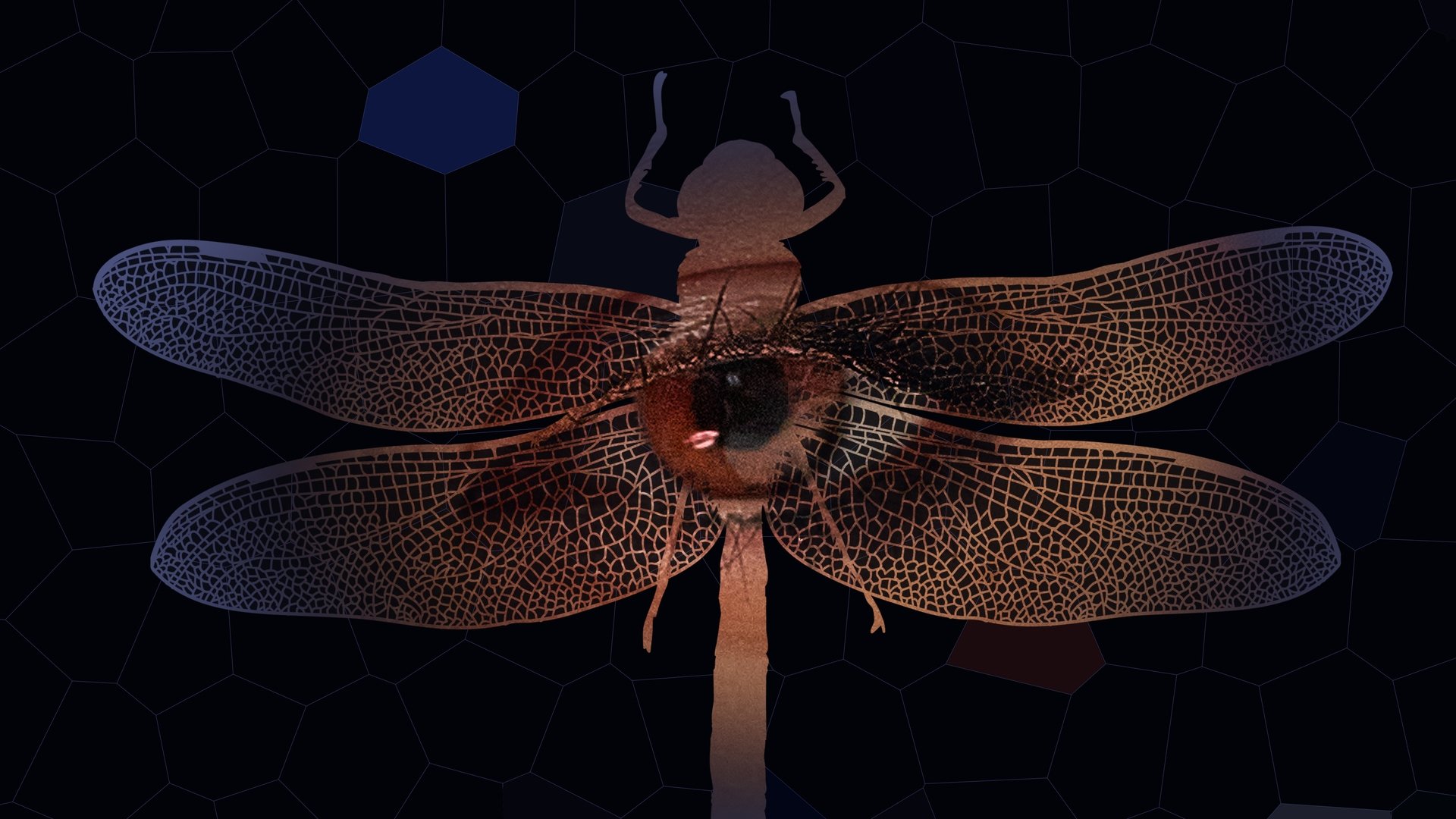 Backdrop for Libélula