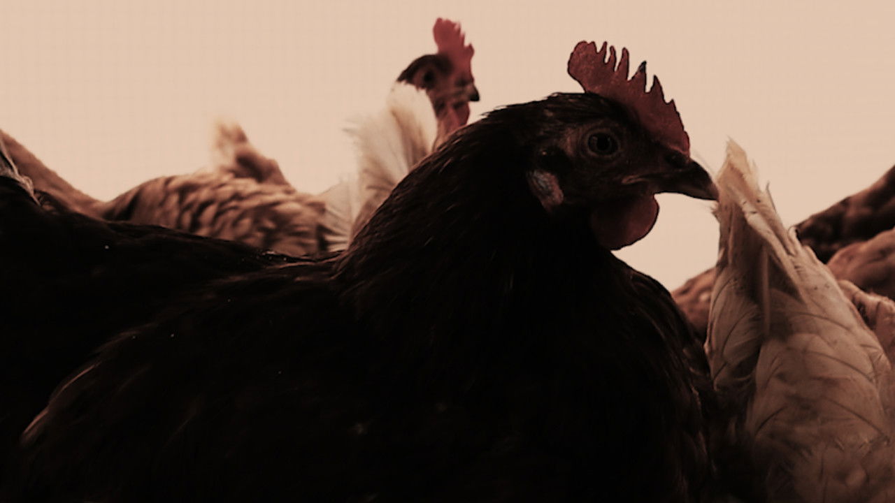 Backdrop for The Henhouse State