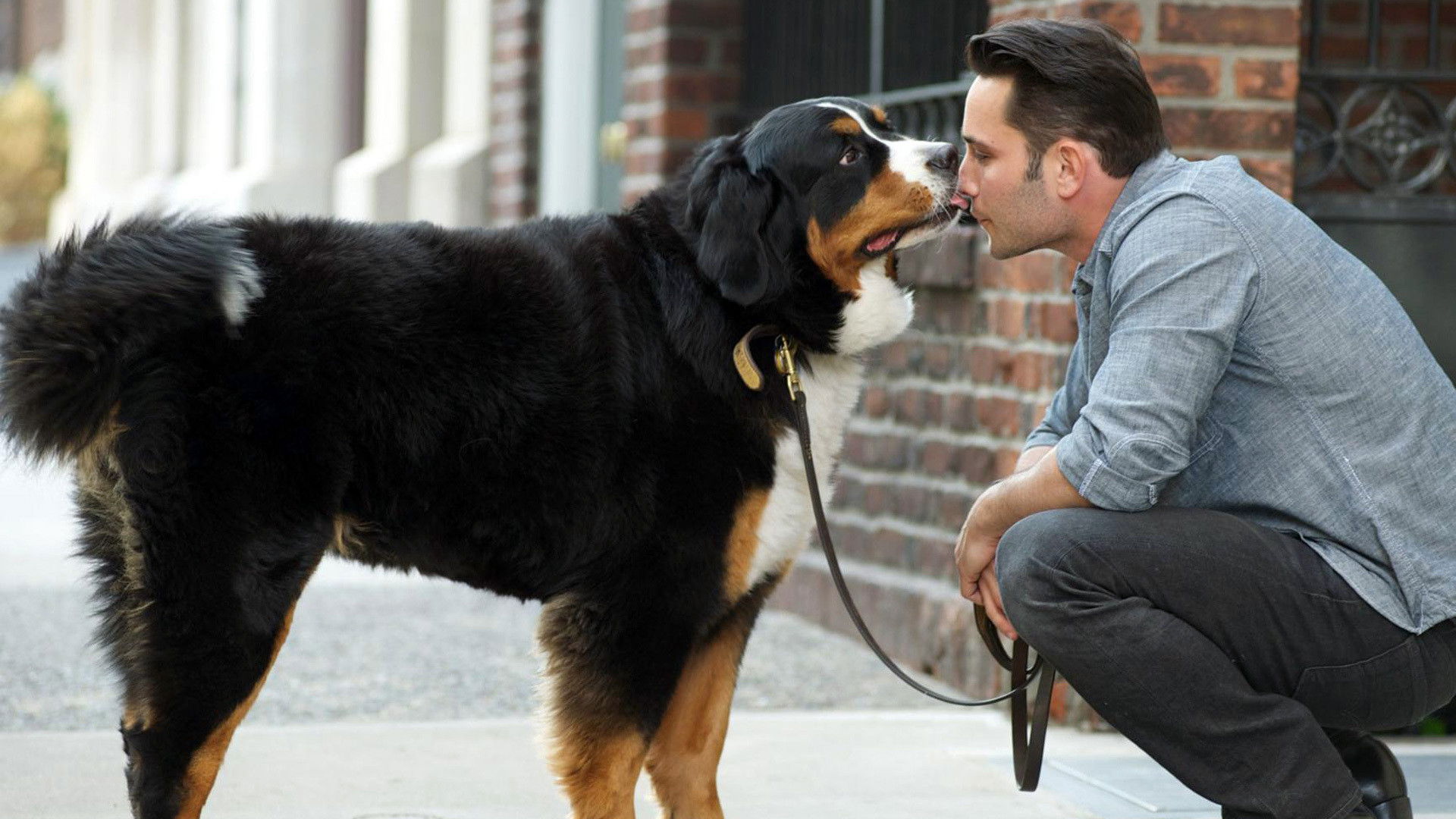 Backdrop for Dogs In The City