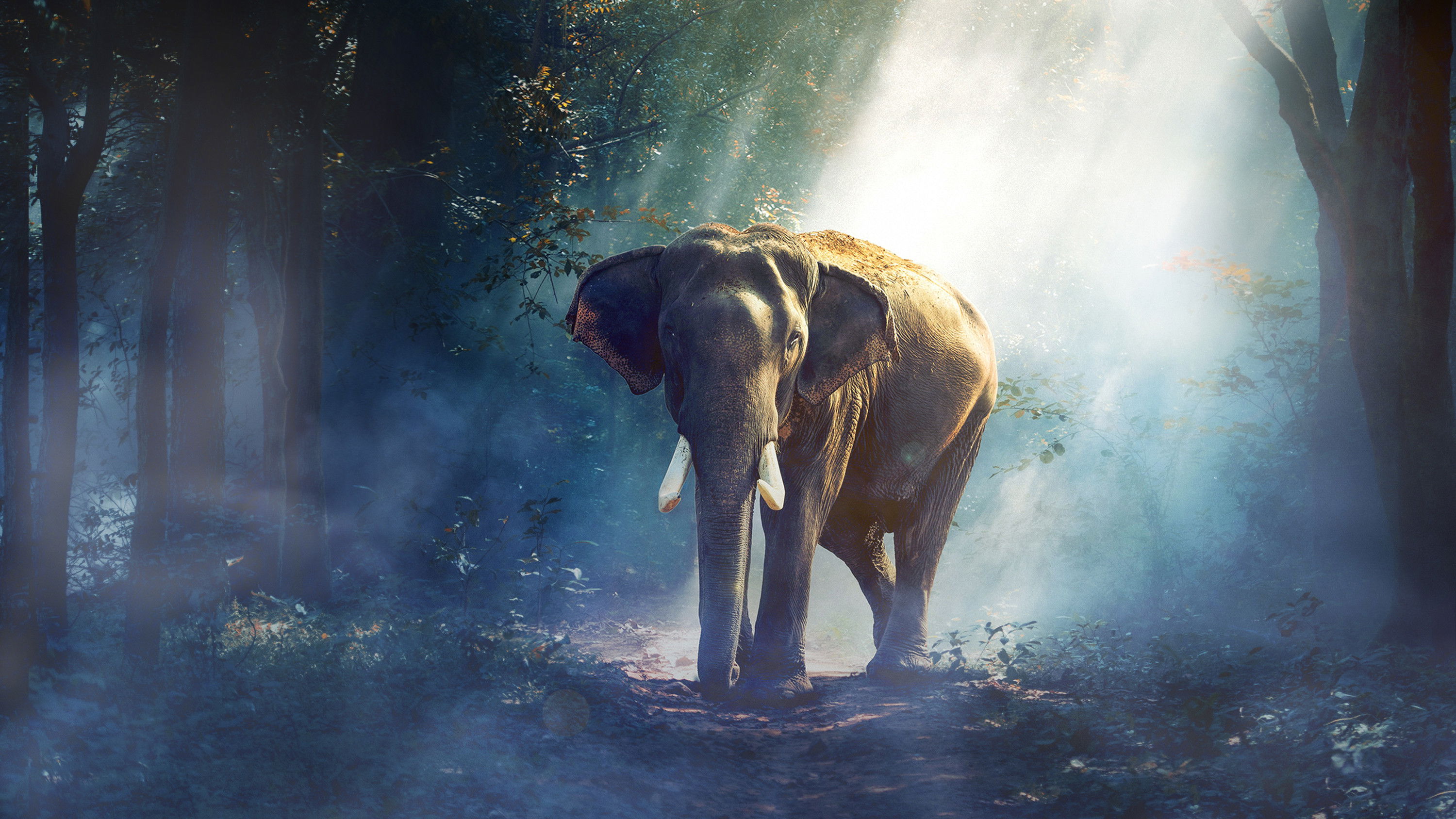 Backdrop for Equator's Wild Secrets