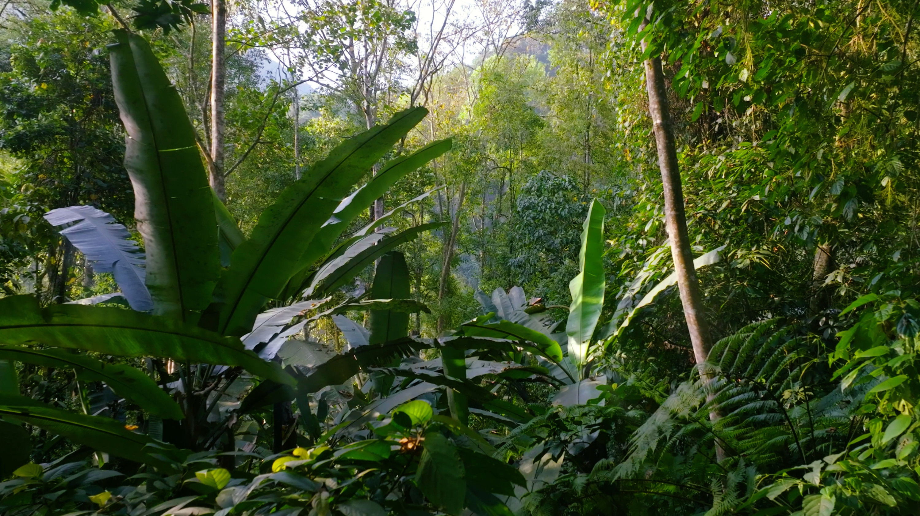 Backdrop for Living Spectacles