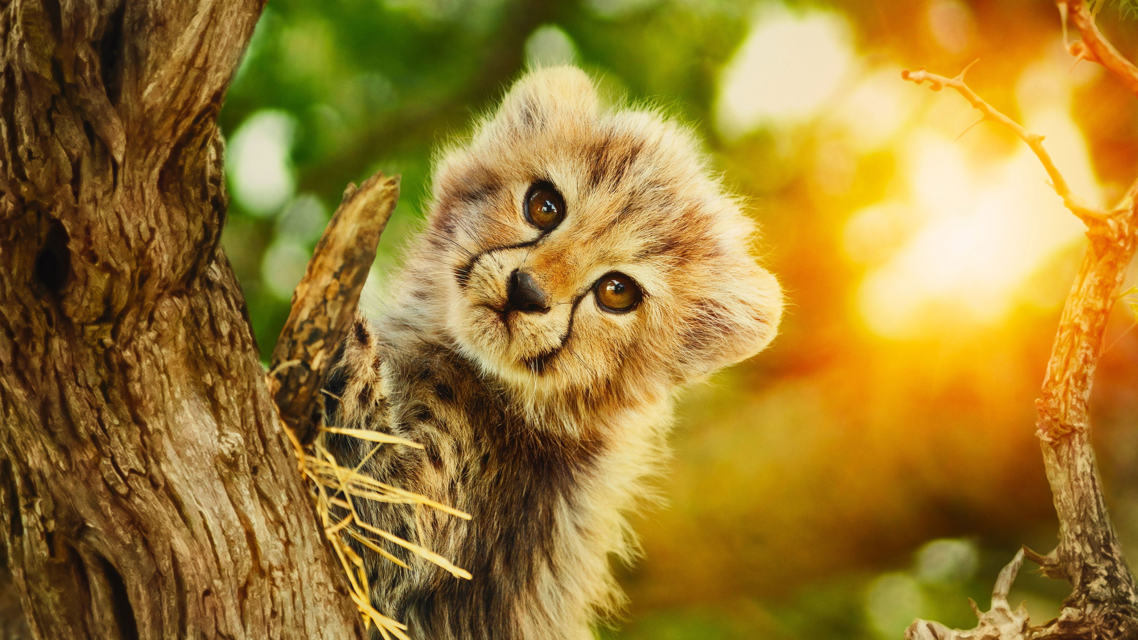 Backdrop for Born to Be Wild