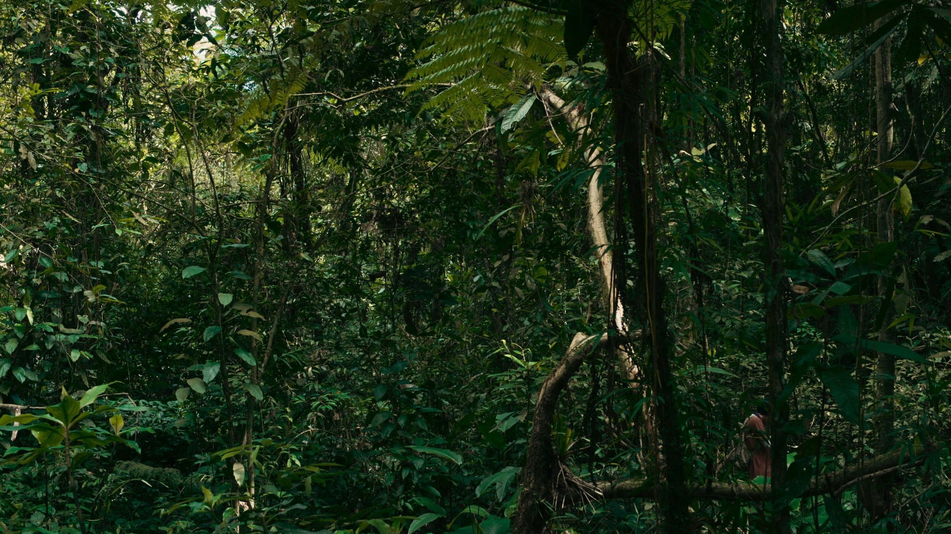 Backdrop for O Verde Fascínio Me Faz Distante