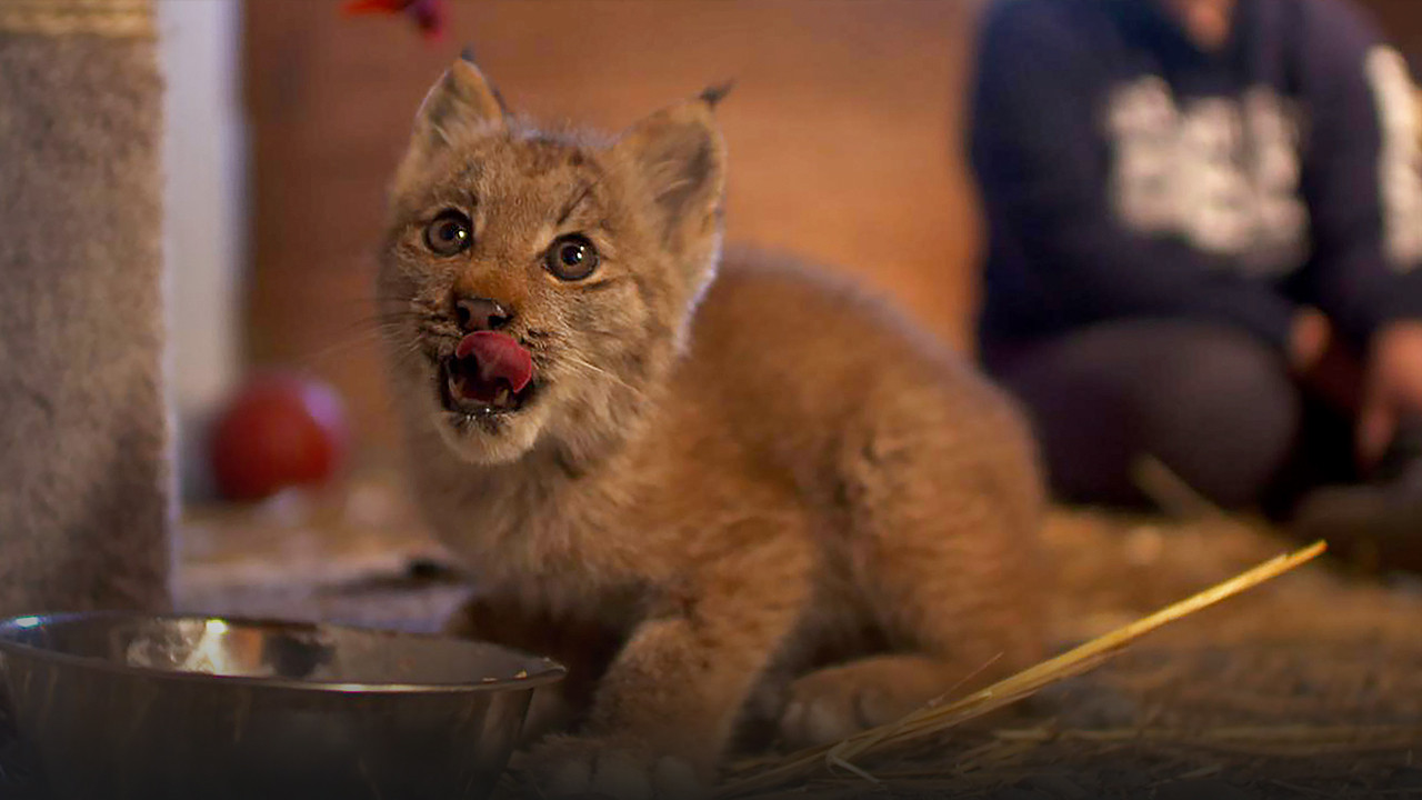 Backdrop for Alaska Animal Rescue