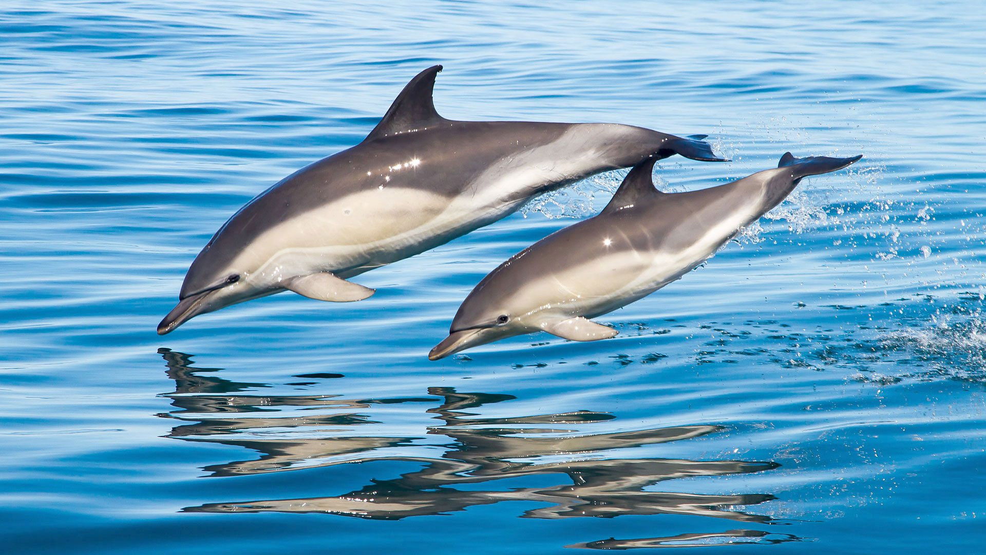 Backdrop for Big Blue UK