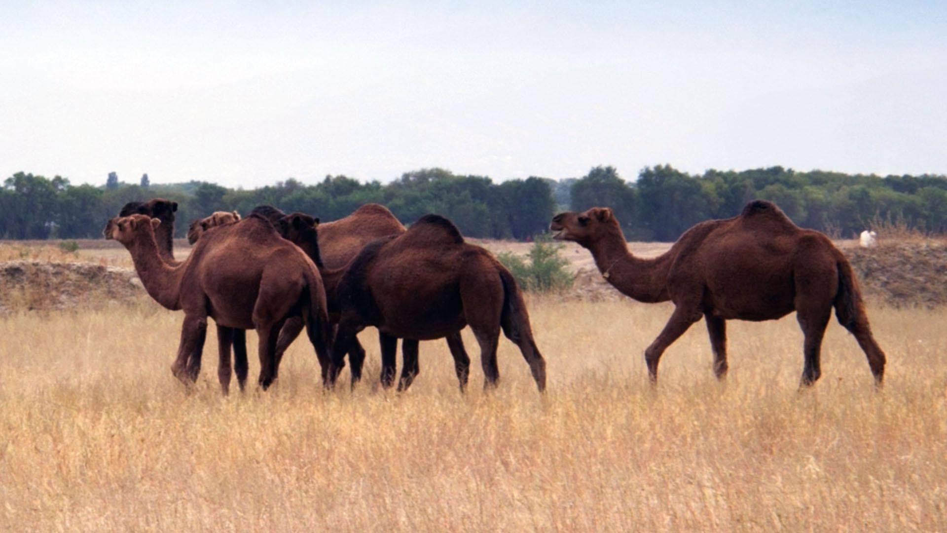 Backdrop for Un remède de chameau - La révolution des nanocorps