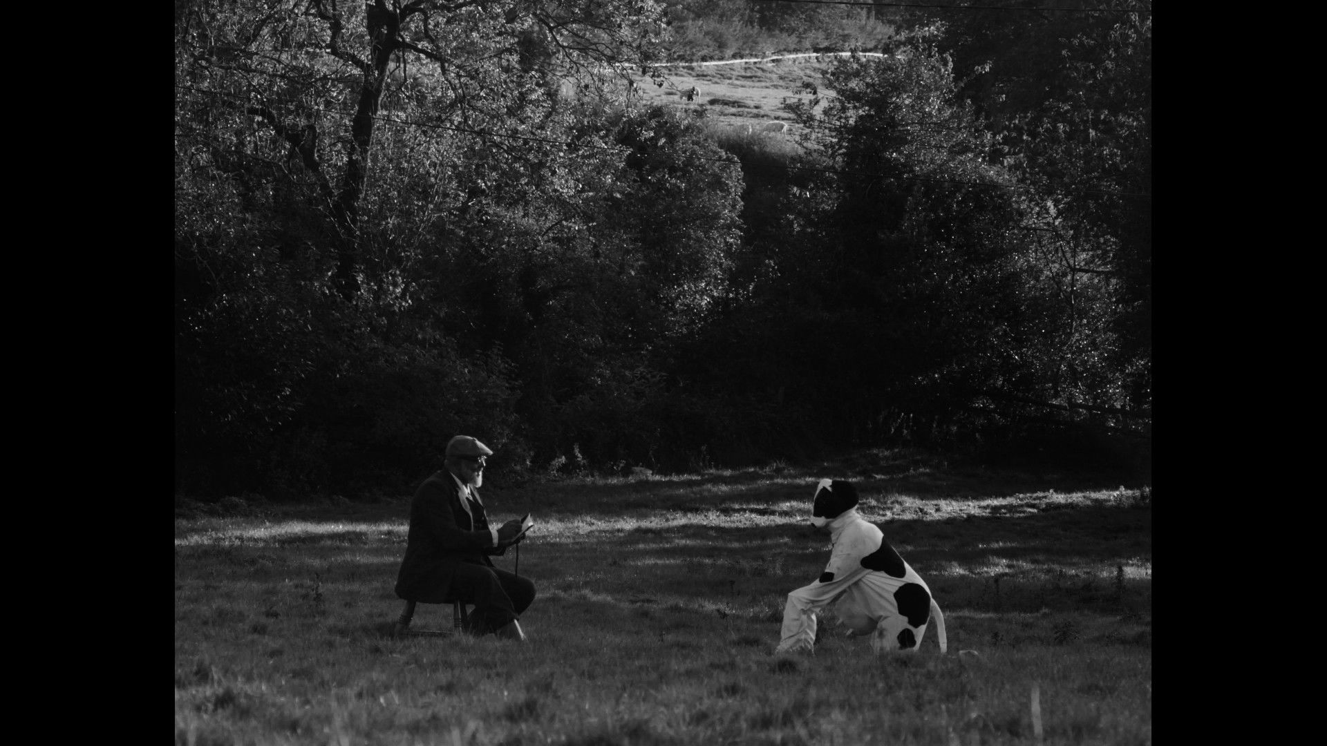 Backdrop for Bovine Comedy