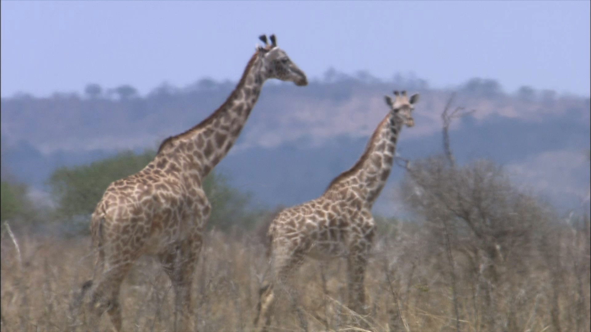 Backdrop for The World Natural Heritage Africa