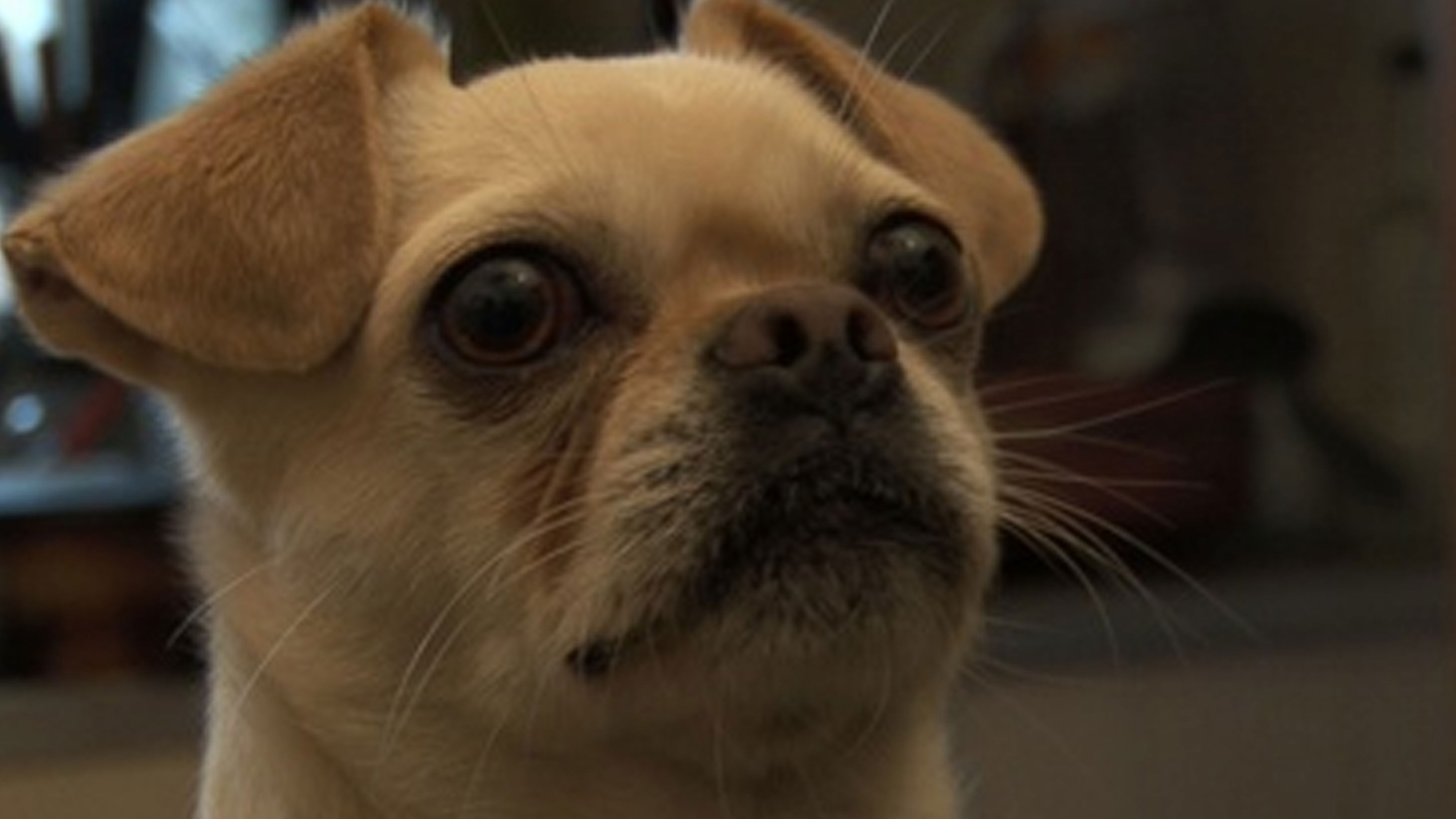 Backdrop for El mate amargo