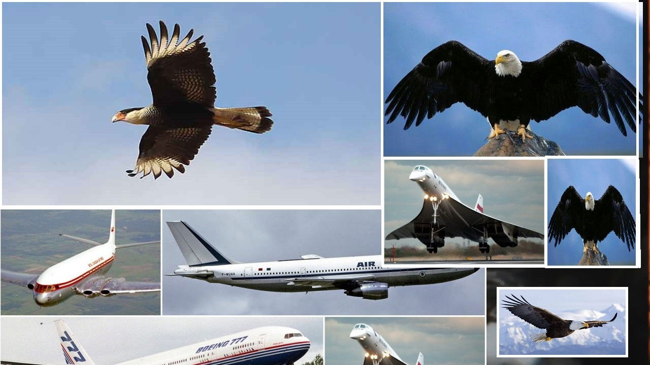 Backdrop for Documentário O voo