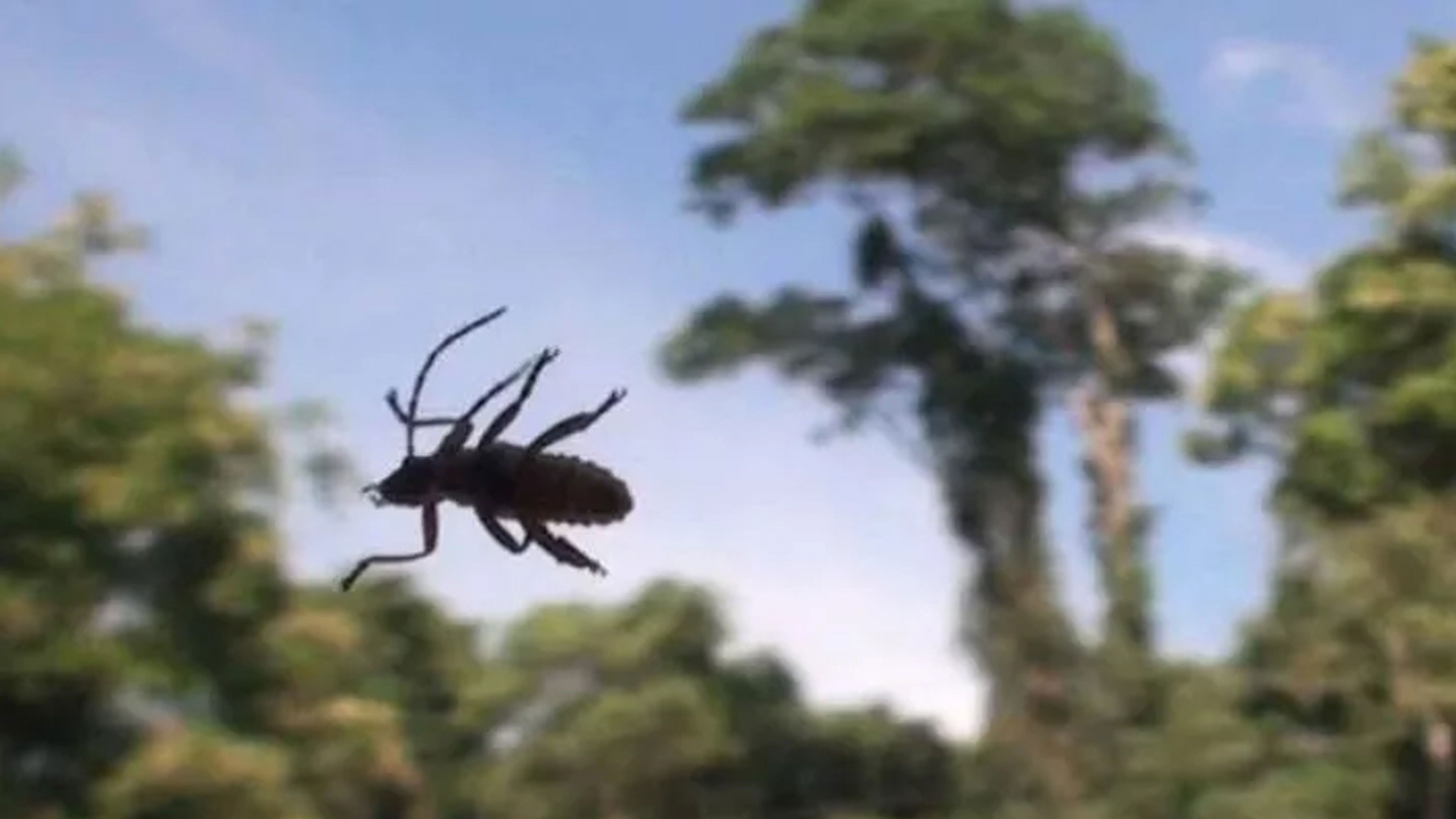 Backdrop for El asombro