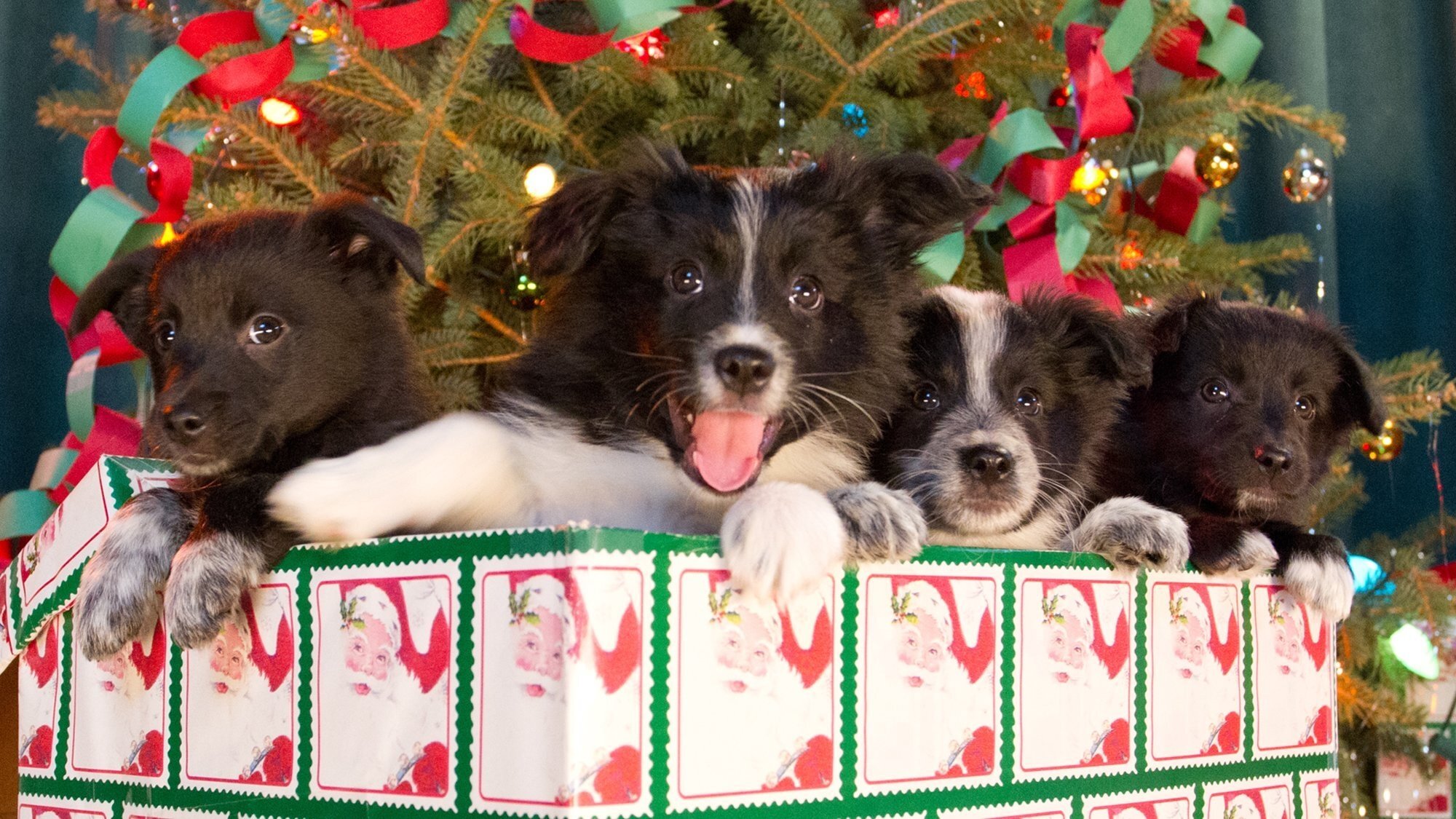 Backdrop for 12 Dogs of Christmas: Great Puppy Rescue