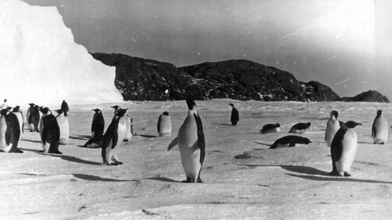 Backdrop for Tale of the Penguins
