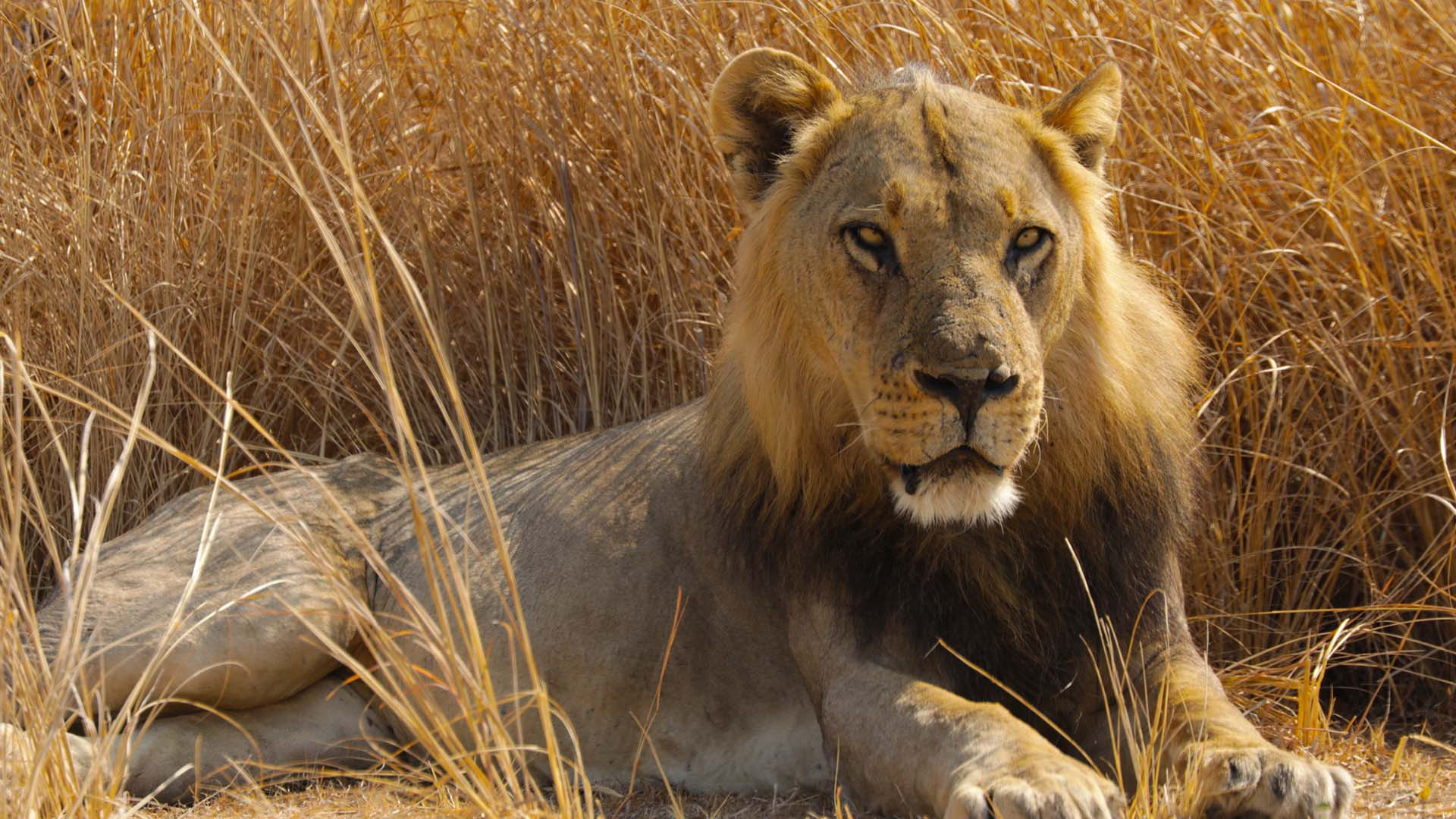 Backdrop for Big Cat Country