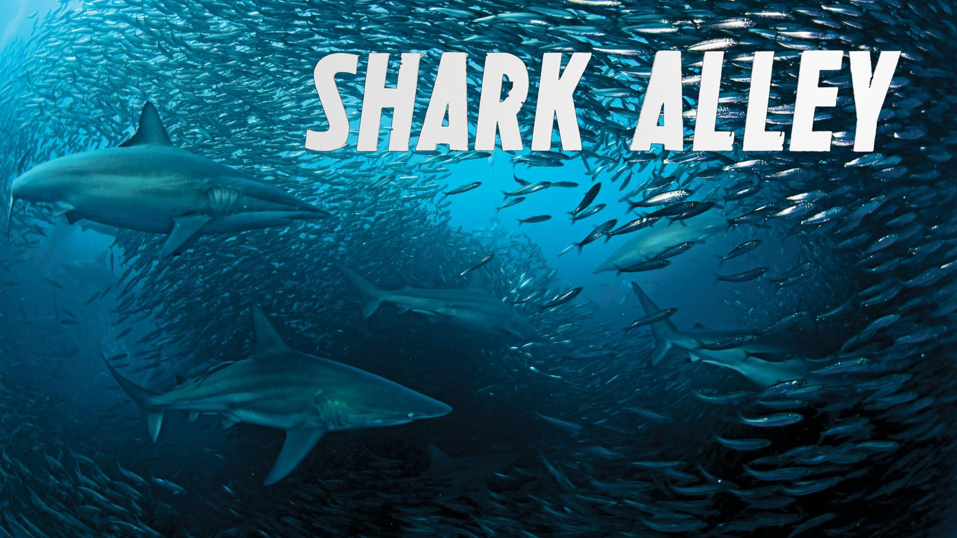 Backdrop for Shark Alley