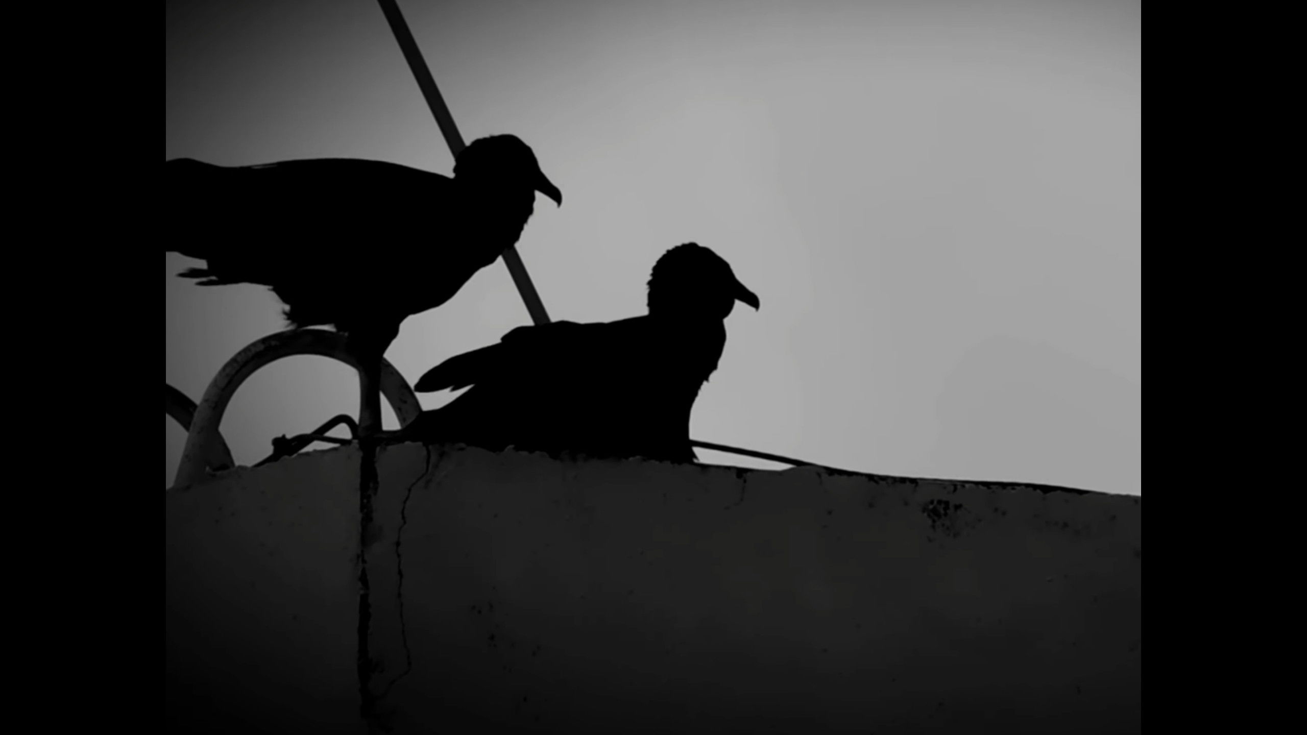 Backdrop for Urubu(s)