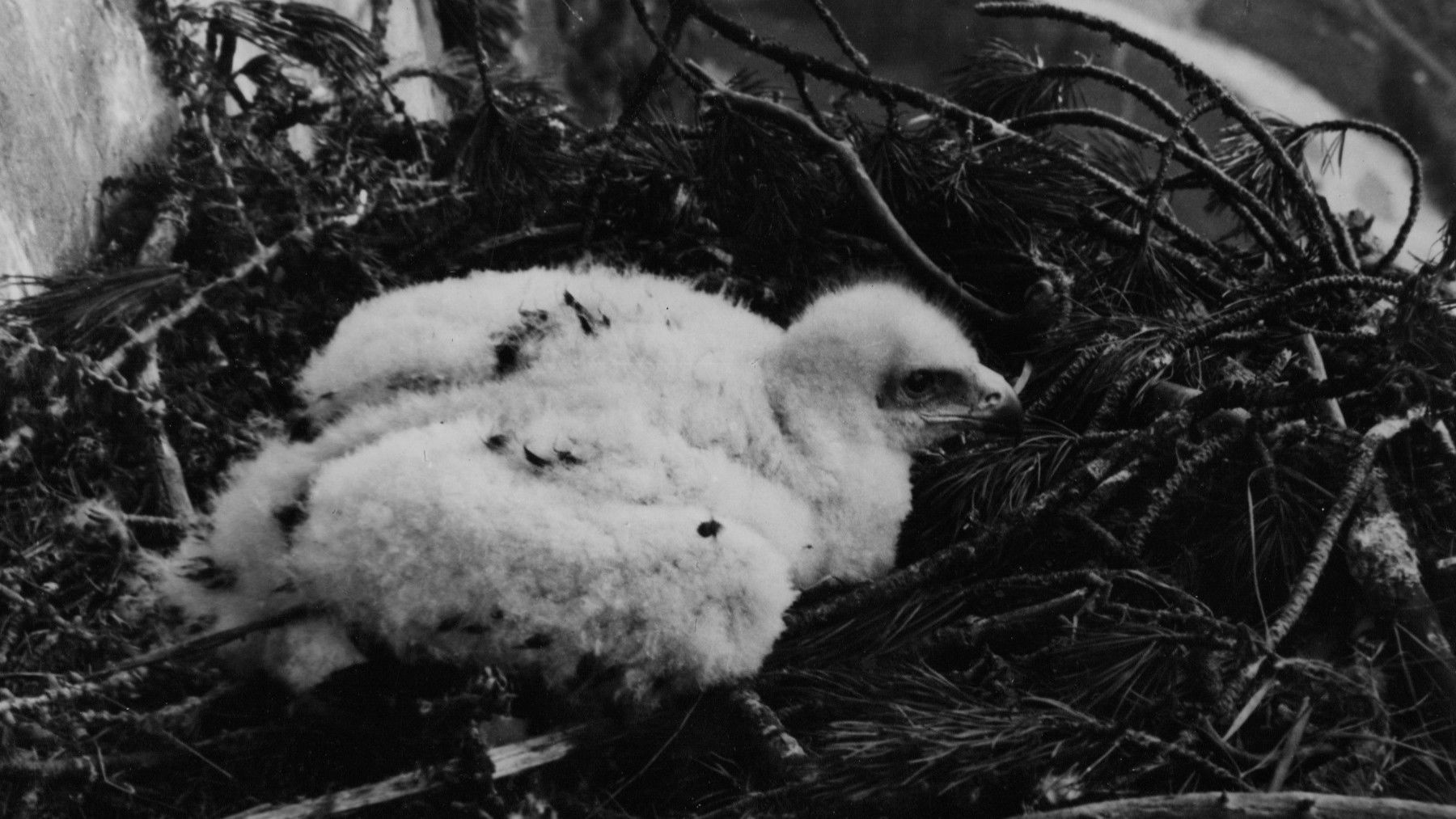 Backdrop for Fragmente aus dem Leben der Vögel in den Alpen