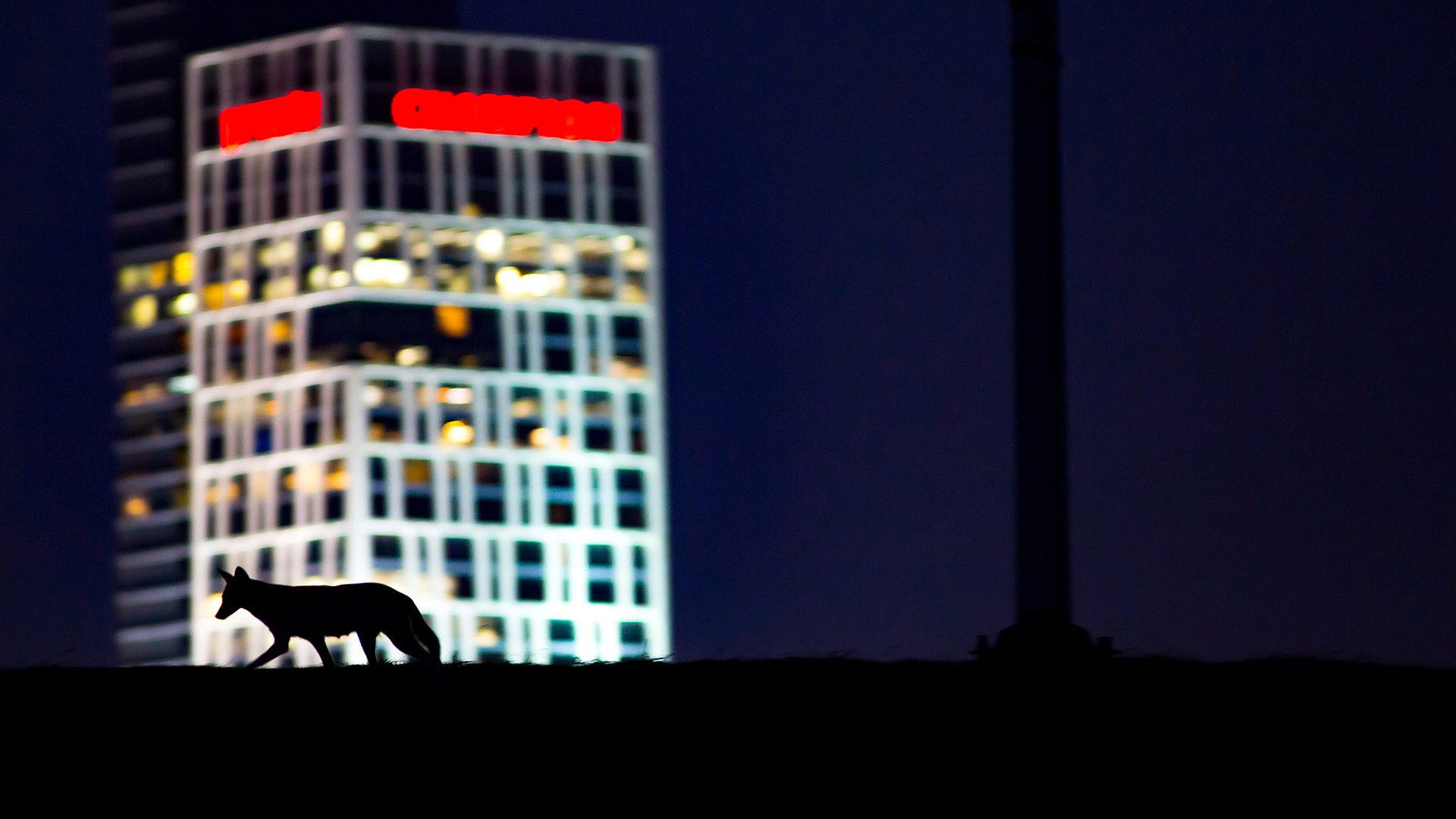 Backdrop for Cities: Nature's New Wild