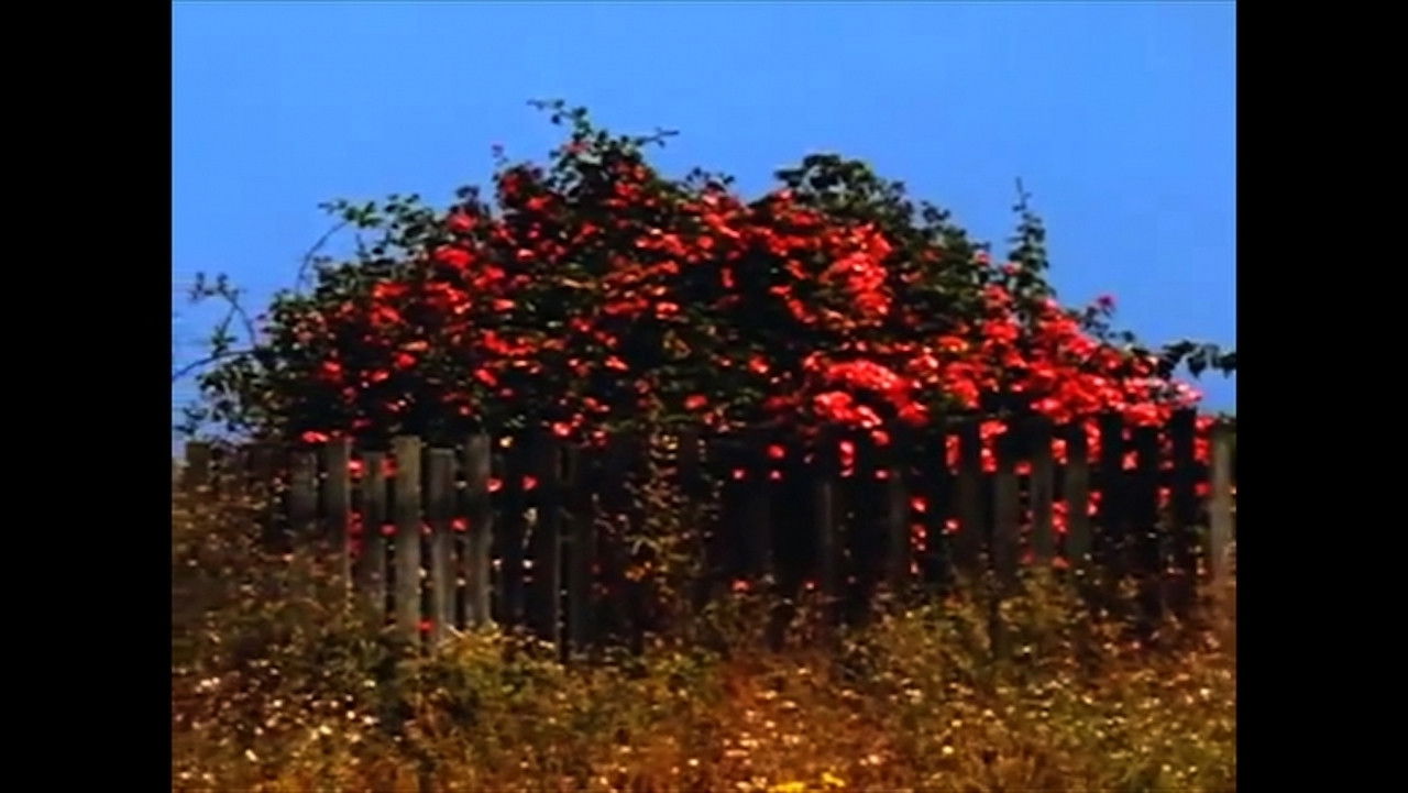 Backdrop for Untitled #9: Nor All Flowers of Foul