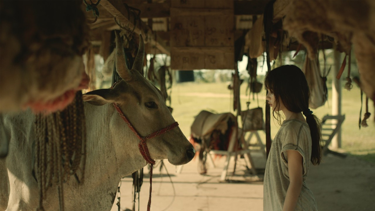 Backdrop for My Mother is a Cow