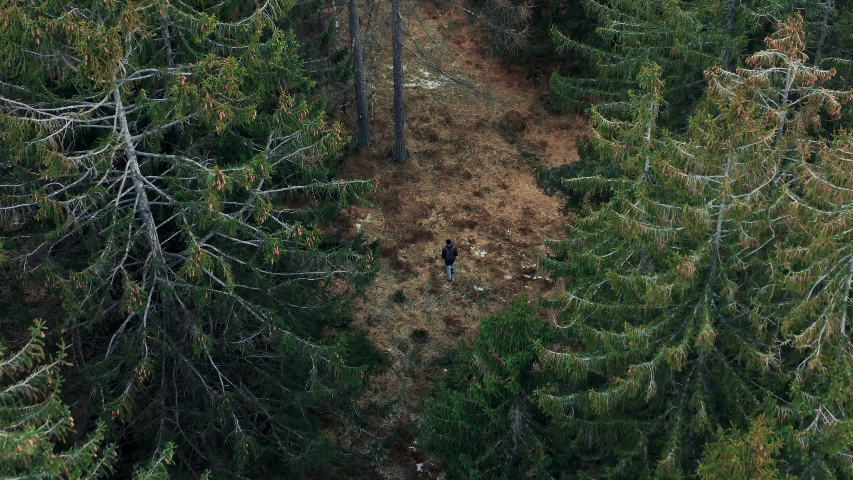 Backdrop for il bianco della rosa