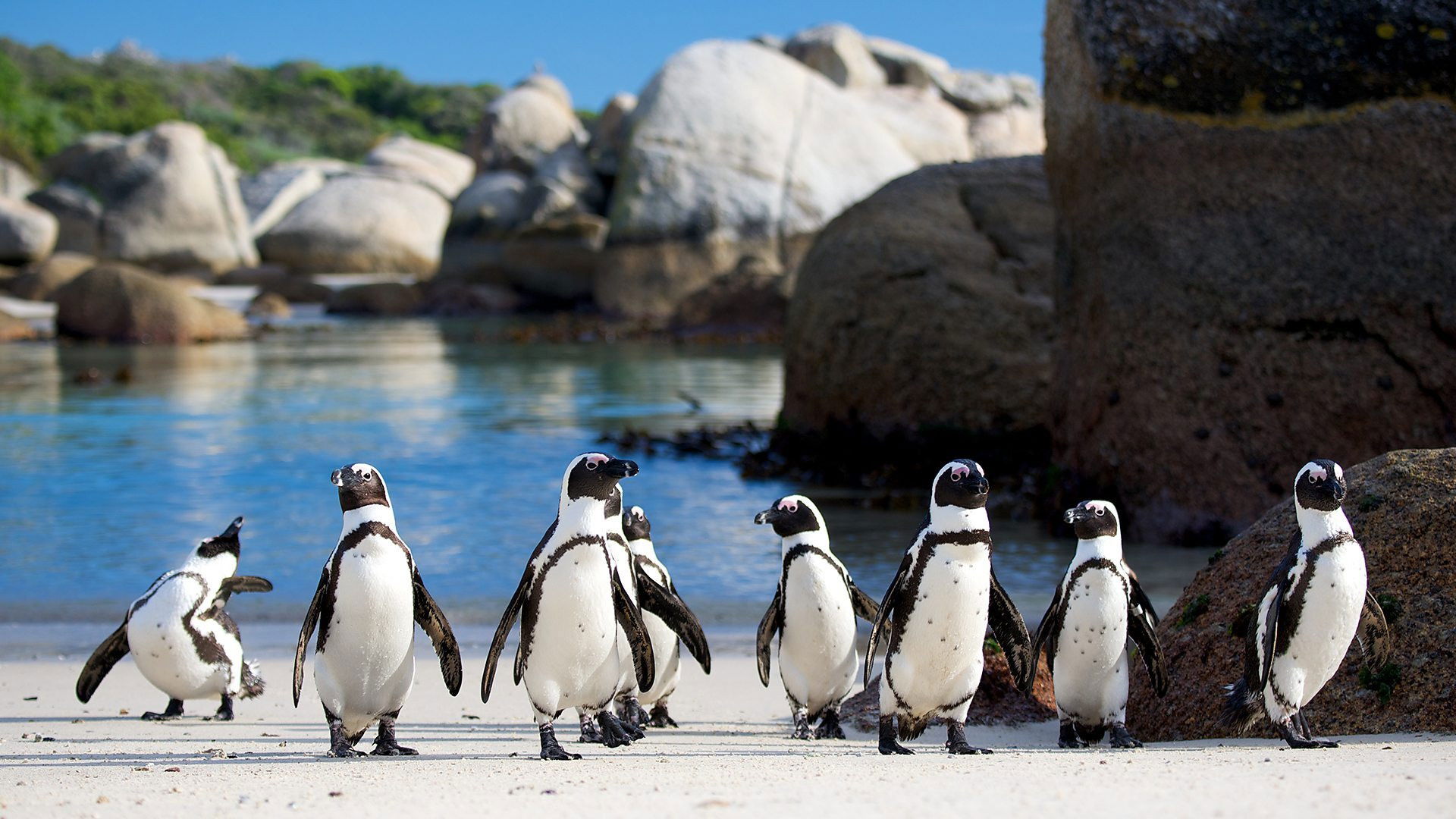 Backdrop for Penguins: Meet the Family