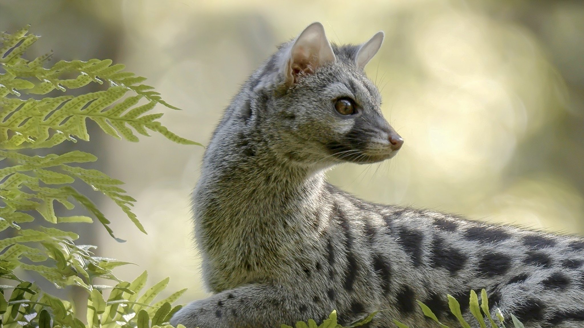 Backdrop for Hidden Wonders of Europe