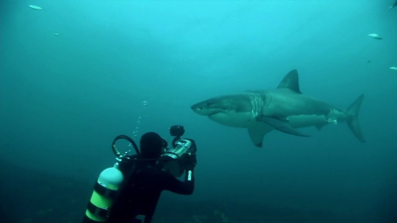 Backdrop for Great White Shark: A Living Legend