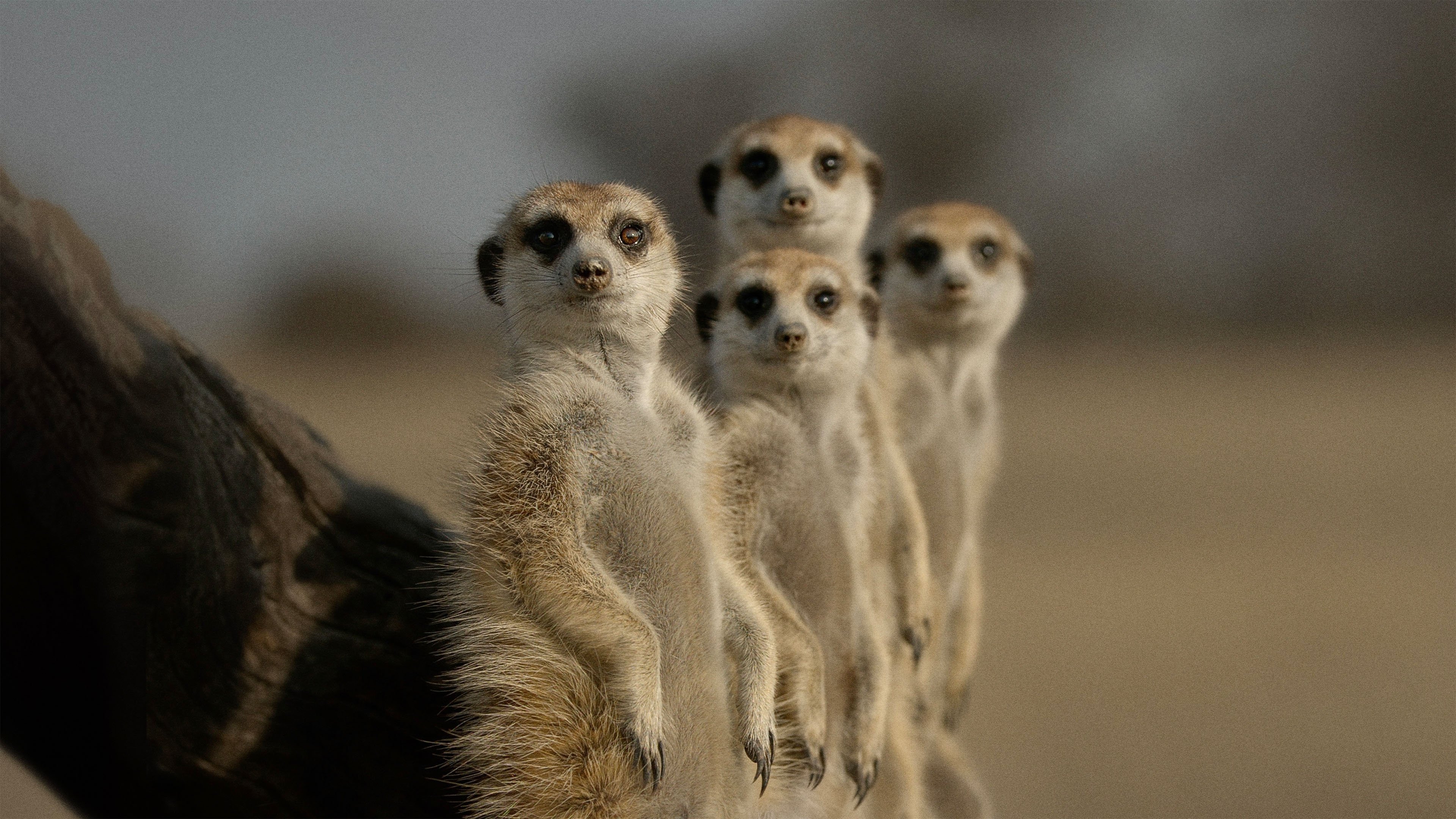 Backdrop for The Secret Lives of Animals