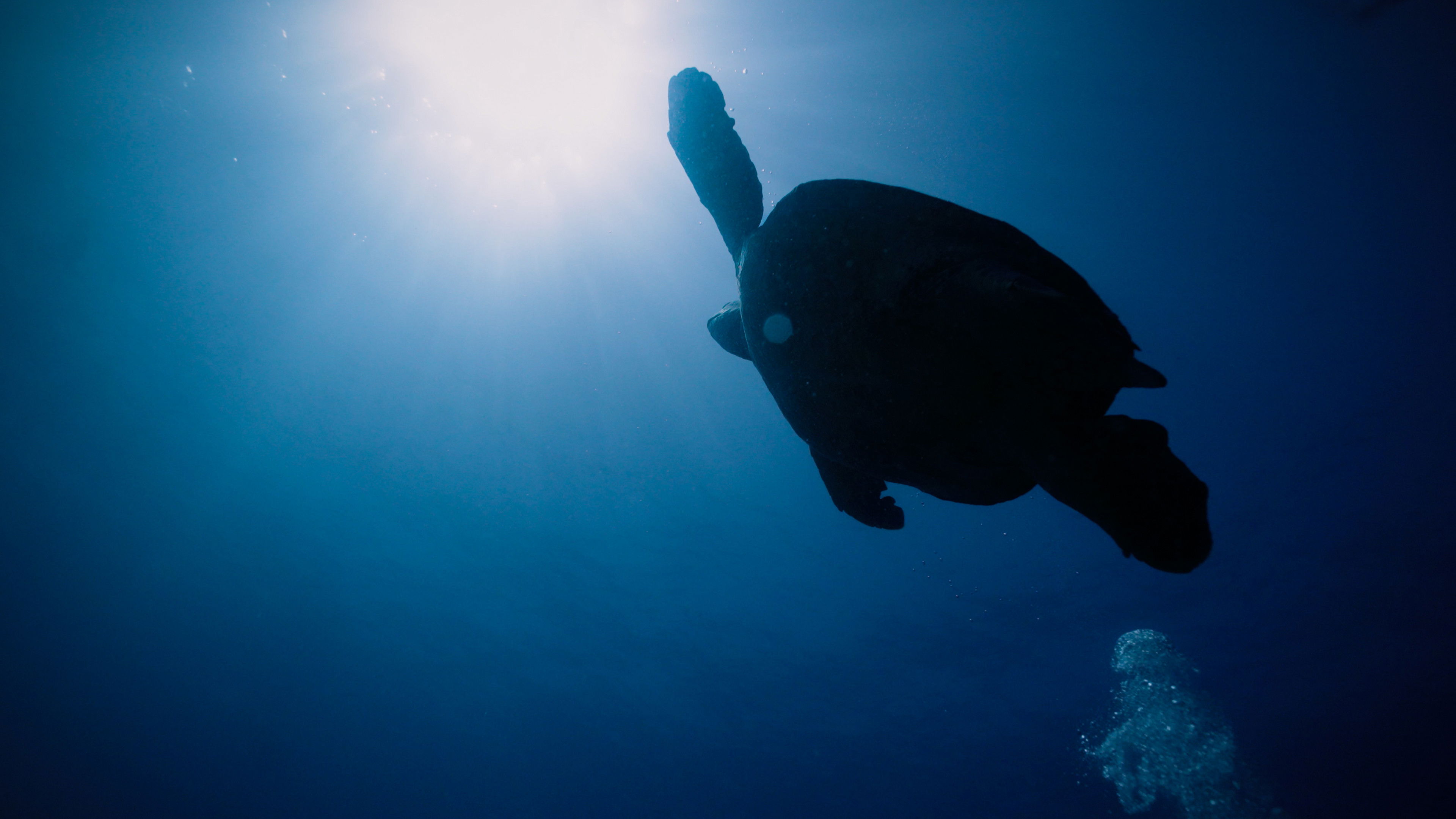 Backdrop for Return: Saving Turtles