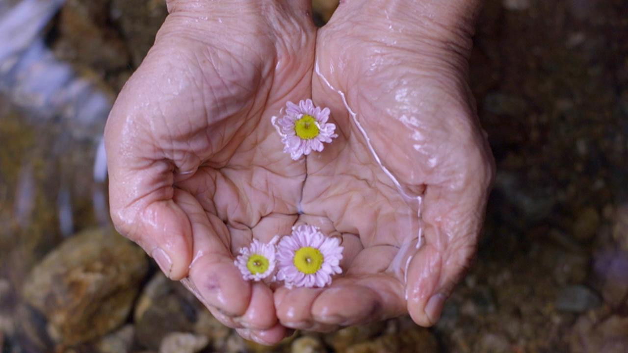 Backdrop for Late Bloomer