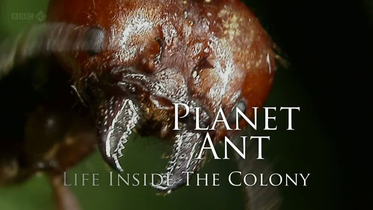 Backdrop for Planet Ant: Life Inside The Colony