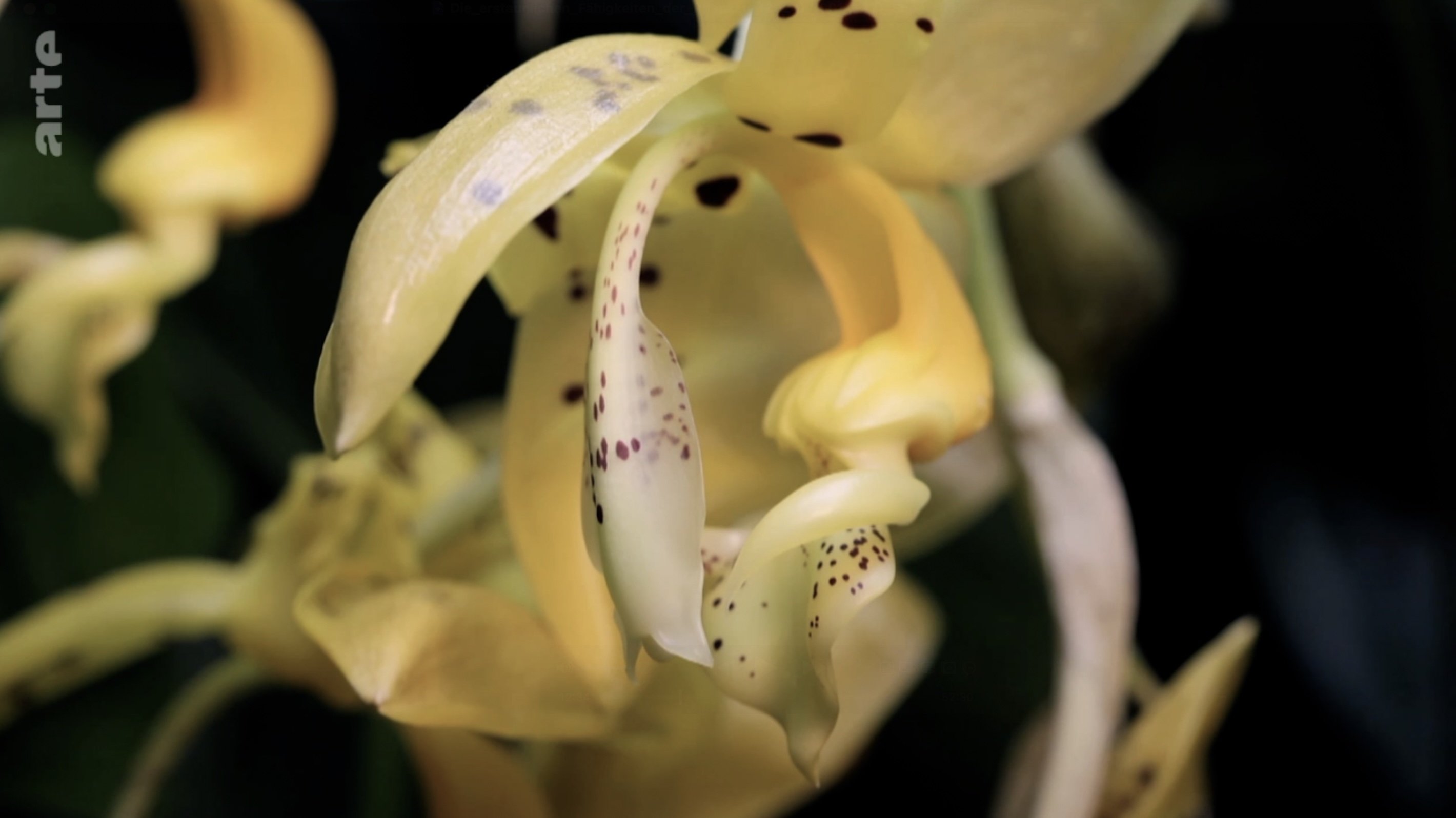Backdrop for The amazing abilities of plants