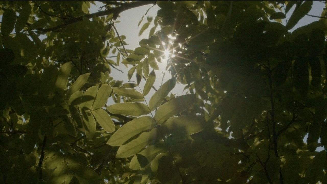 Backdrop for Halo At Your Head