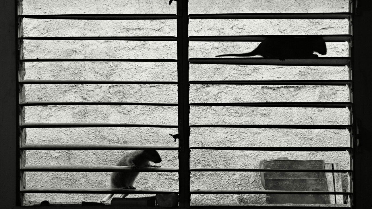 Backdrop for Sleeping on Warm Knees