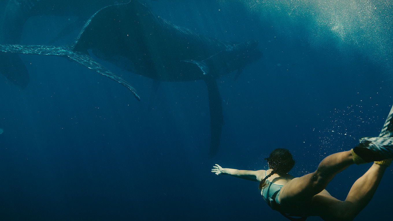 Backdrop for Ecos Desde el Azulado Prado