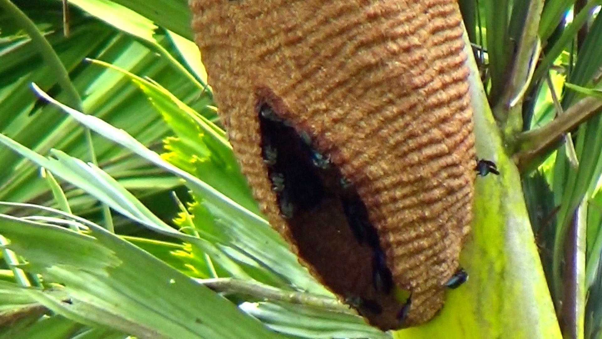 Backdrop for Aniquilação