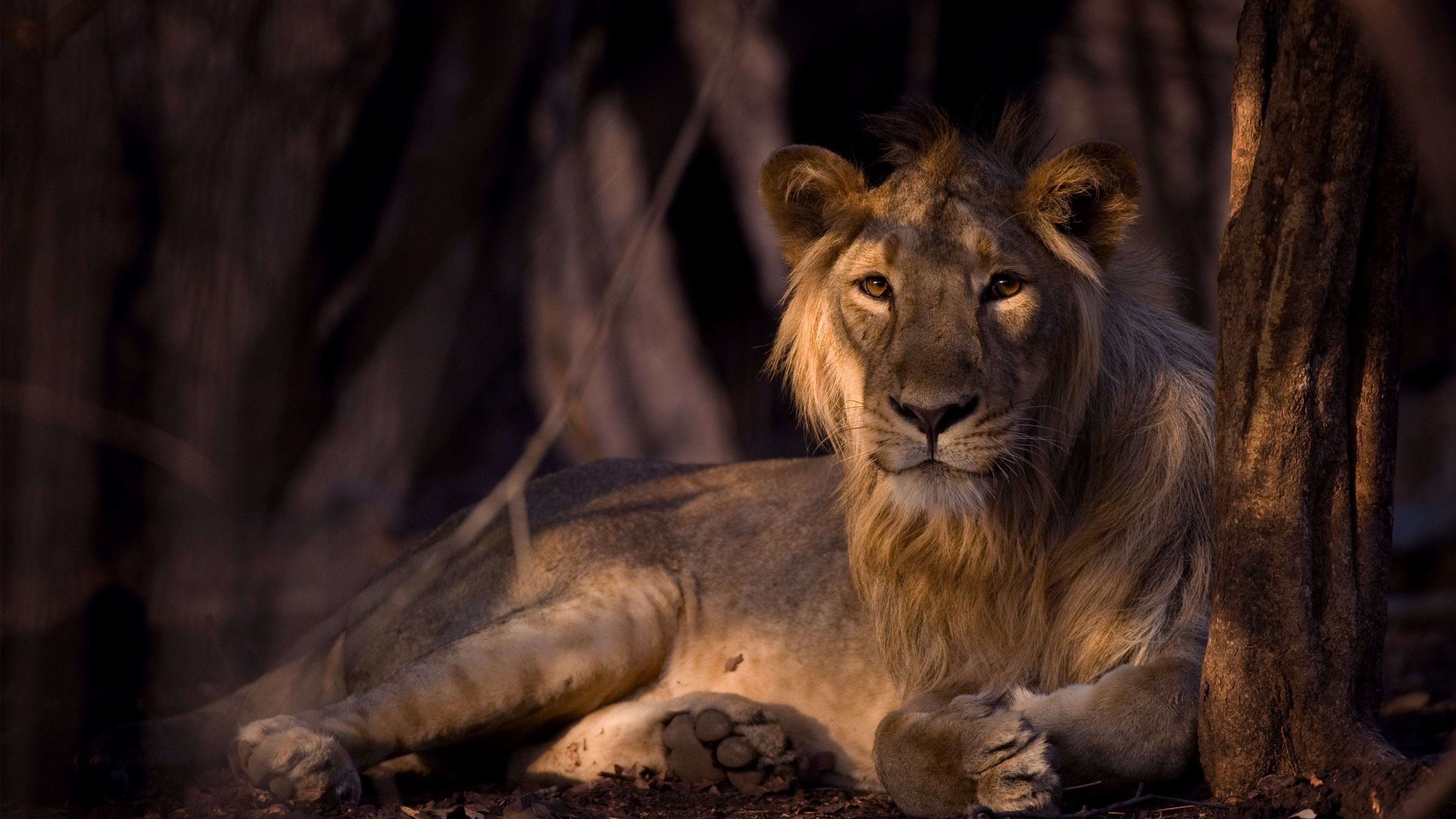 Backdrop for Secrets of Wild India