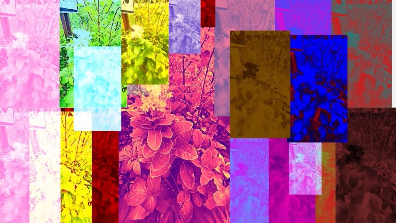 Backdrop for Forgotten Beauty