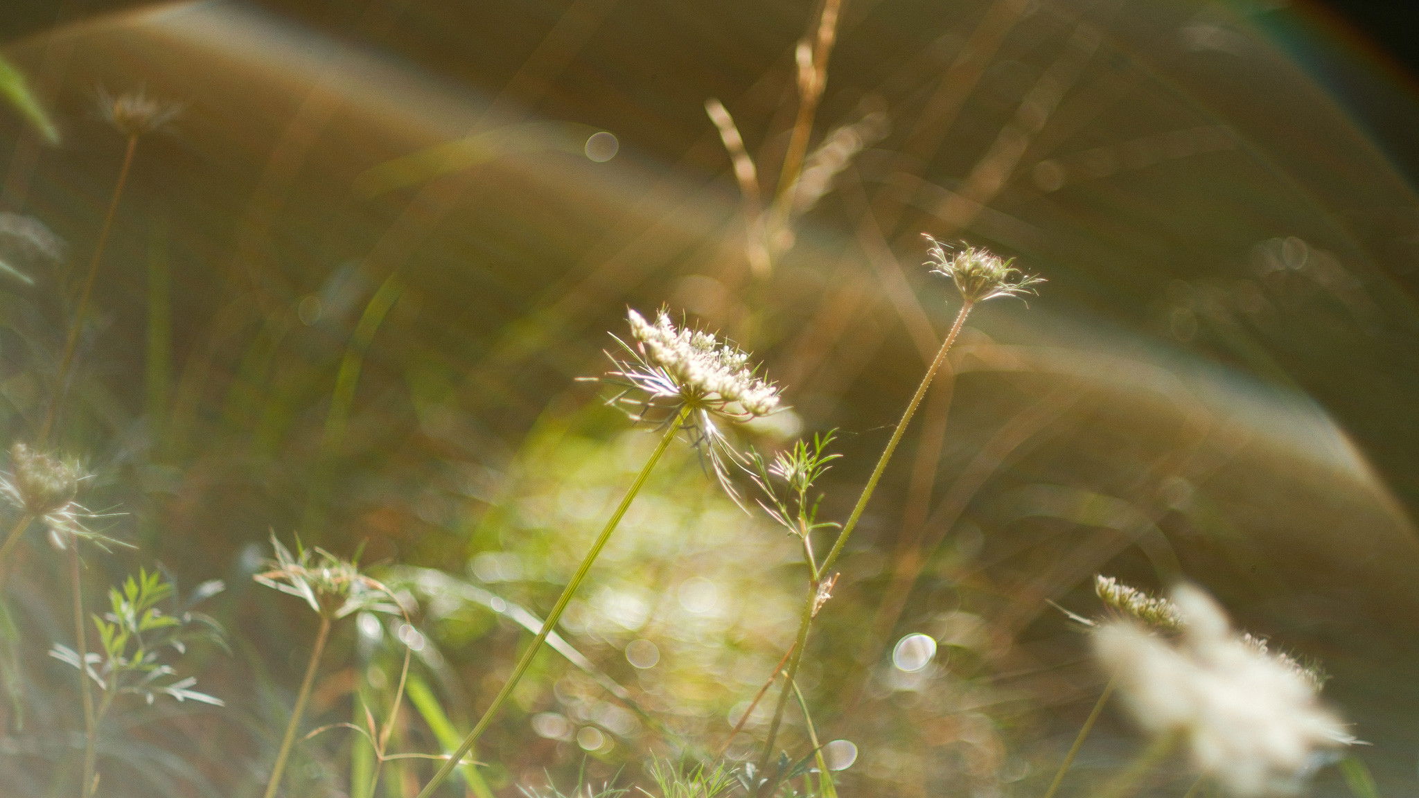 Backdrop for L'école des fleurs