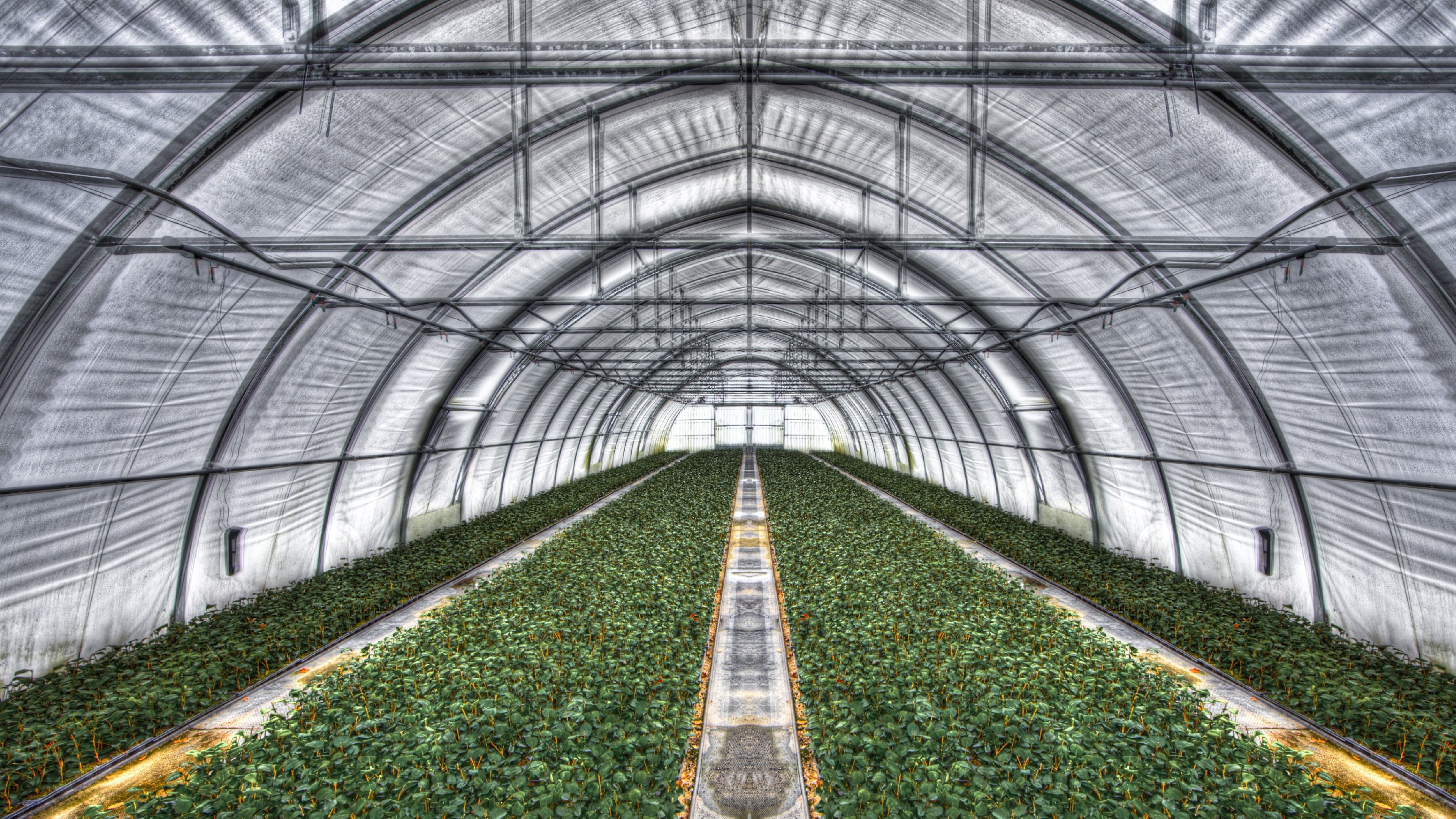 Backdrop for The Fog