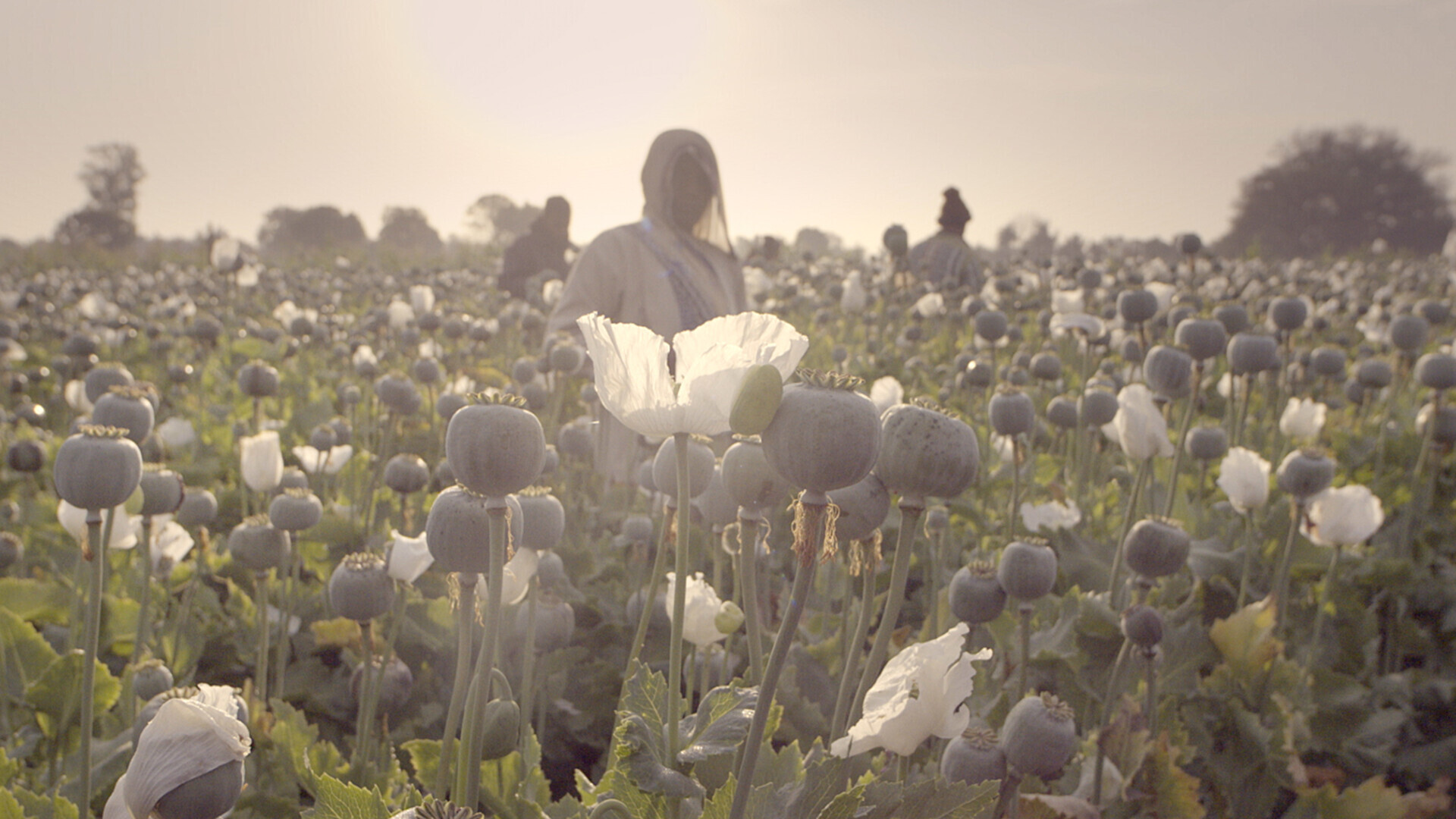 Backdrop for The Crime of the Century