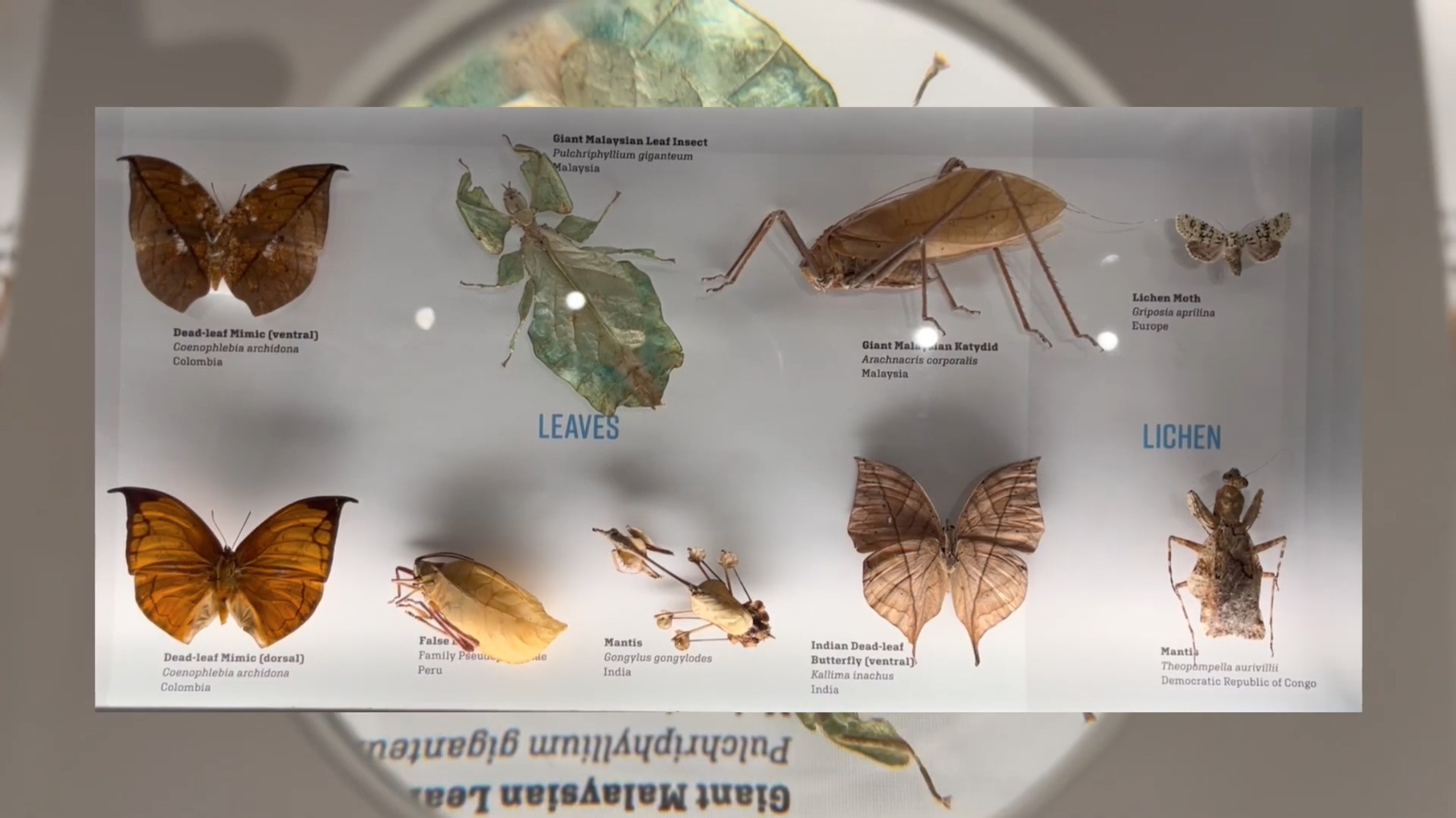 Backdrop for Day at the Museum