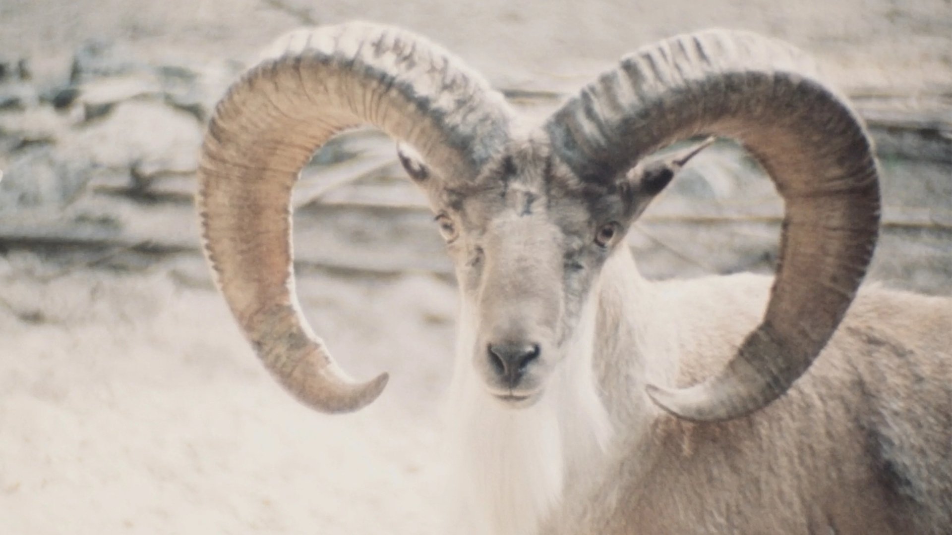 Backdrop for Paradies der Tiere